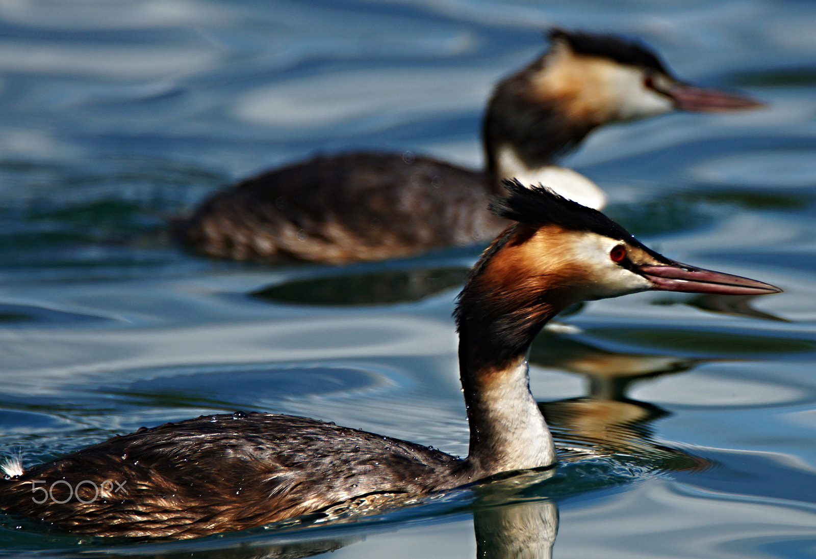 Sony SLT-A77 + Tamron SP 150-600mm F5-6.3 Di VC USD sample photo. Potapka rohac photography