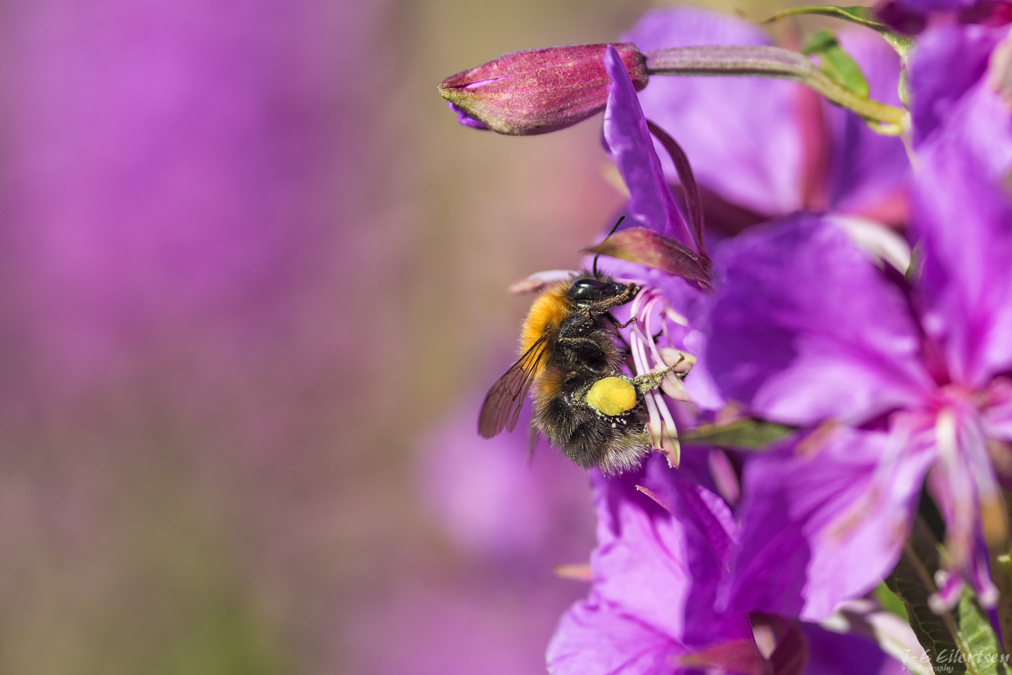 Canon EOS 6D + Sigma 105mm F2.8 EX DG Macro sample photo. Bumblebee photography