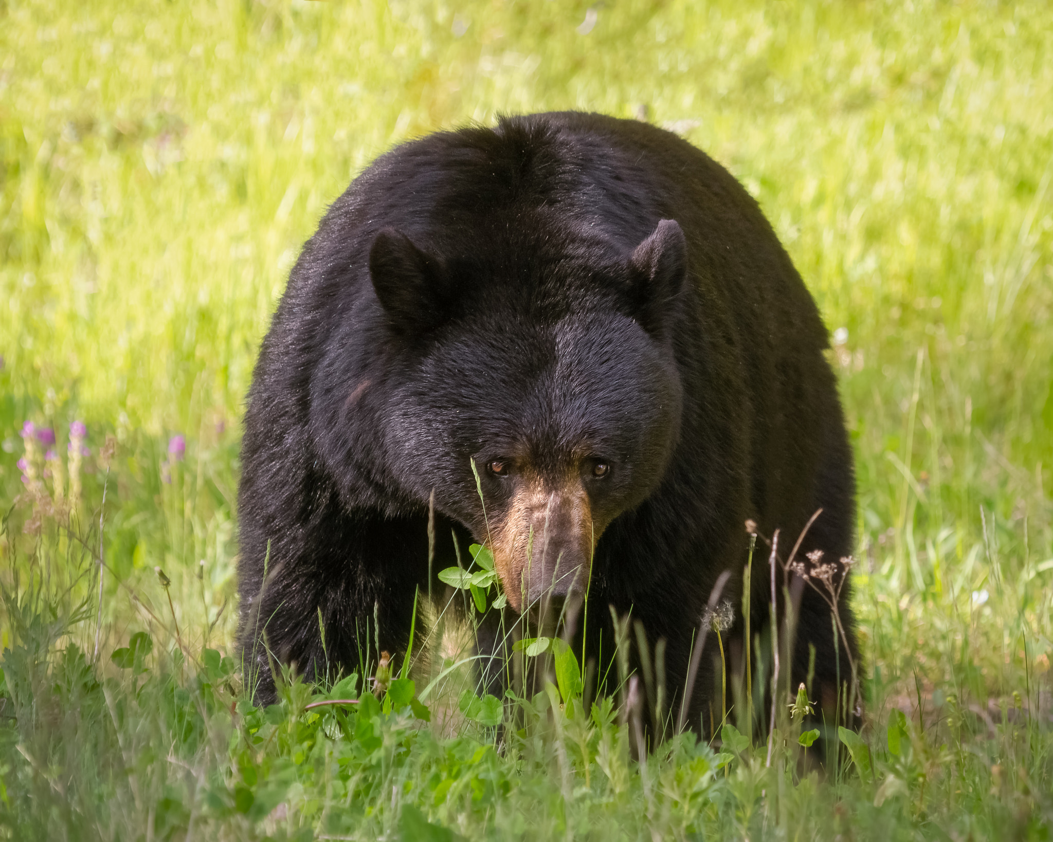 Canon EF 100-400mm F4.5-5.6L IS USM sample photo. Black bear in a meadow photography