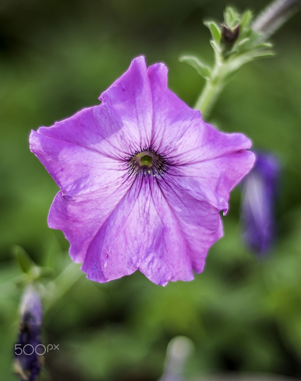 Nikon D300 + AF Nikkor 50mm f/1.8 sample photo. A sweet flower photography