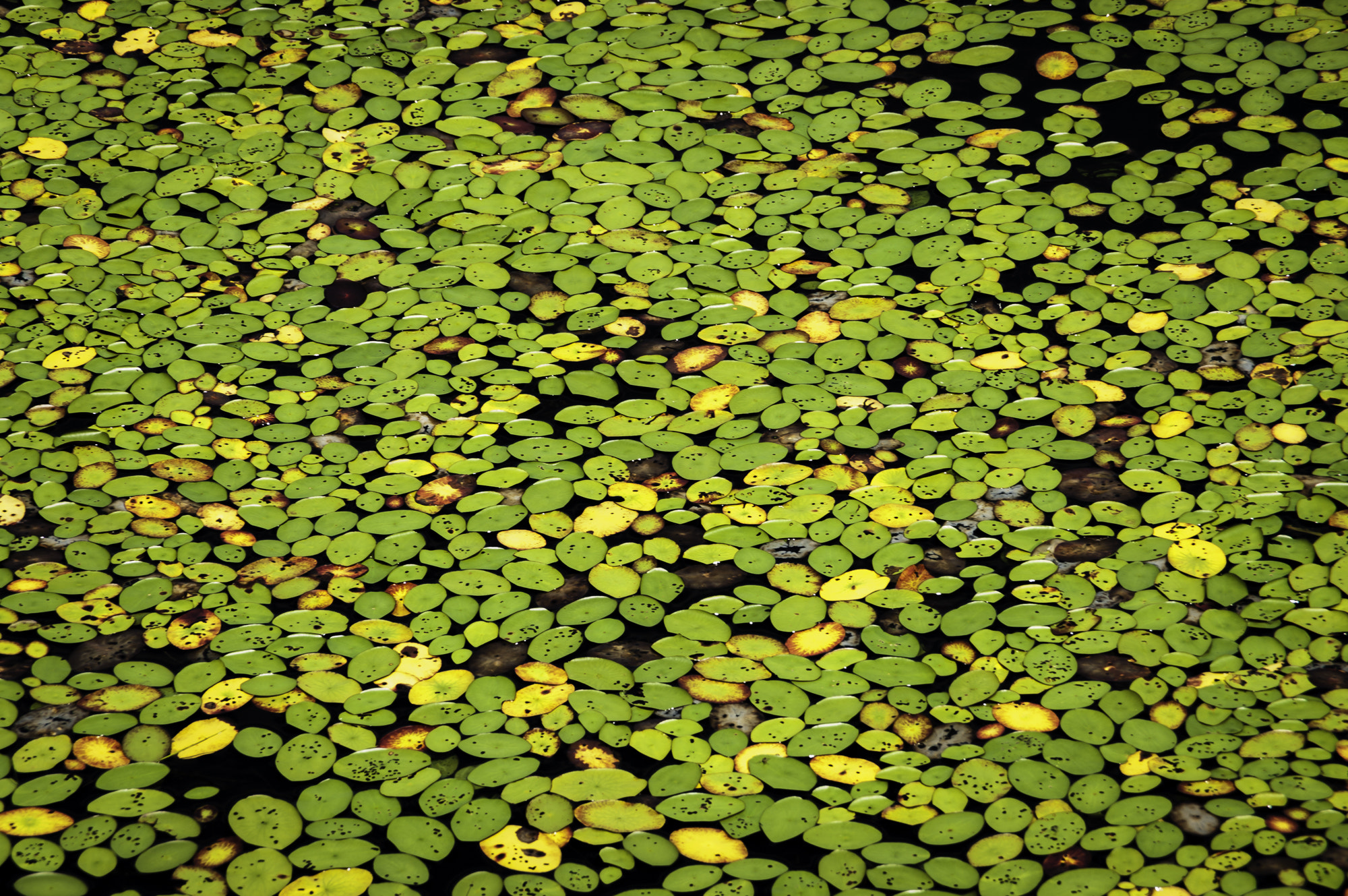 Pentax K20D sample photo. State forest photography