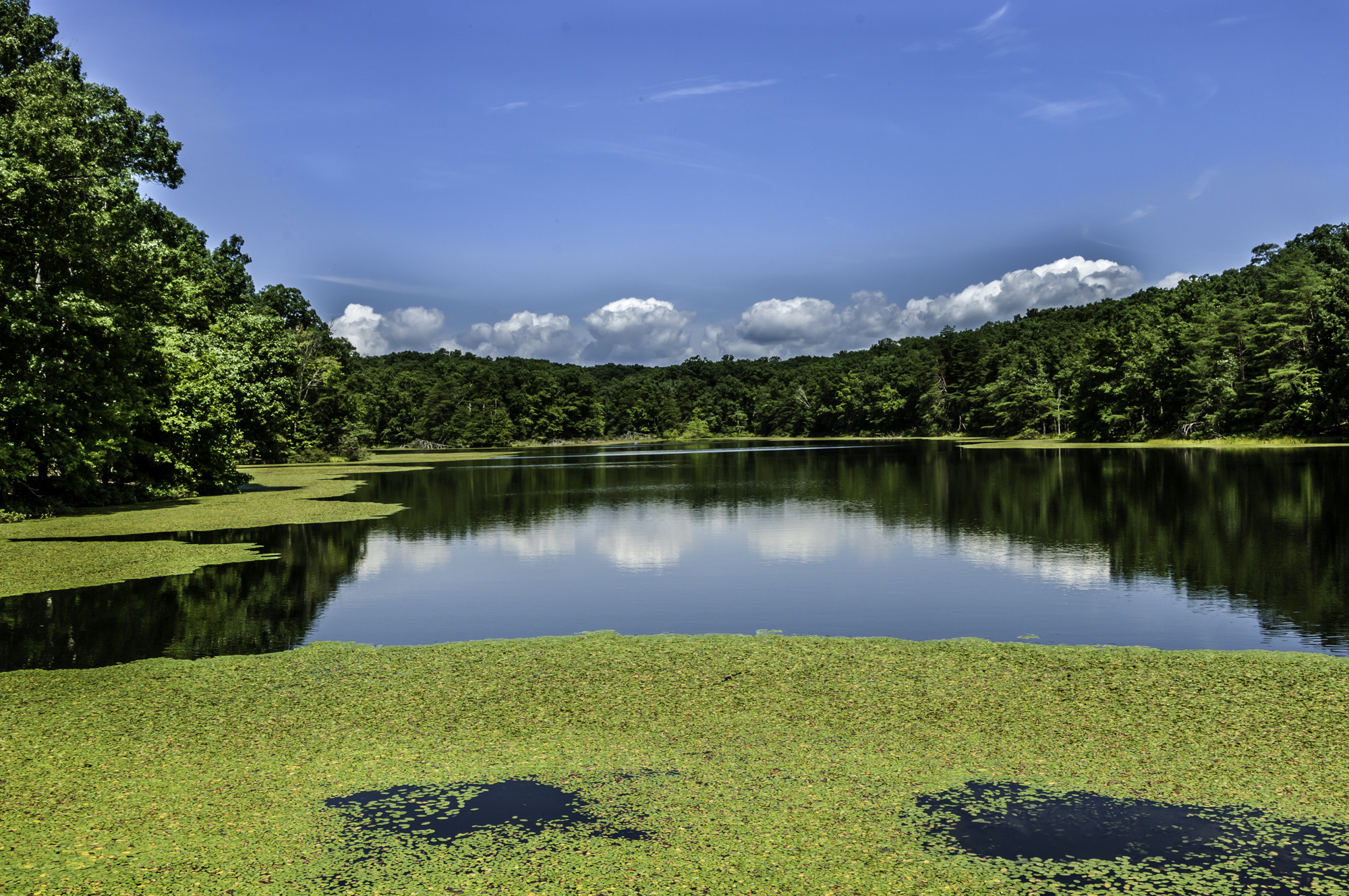 Pentax K20D sample photo. State forest photography