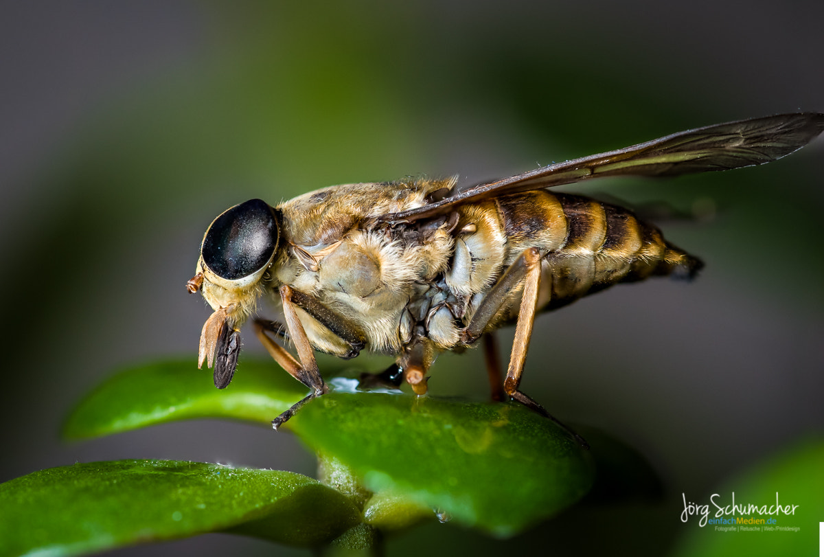 Nikon D750 + Tokina AT-X Pro 100mm F2.8 Macro sample photo. Pferdebremse photography