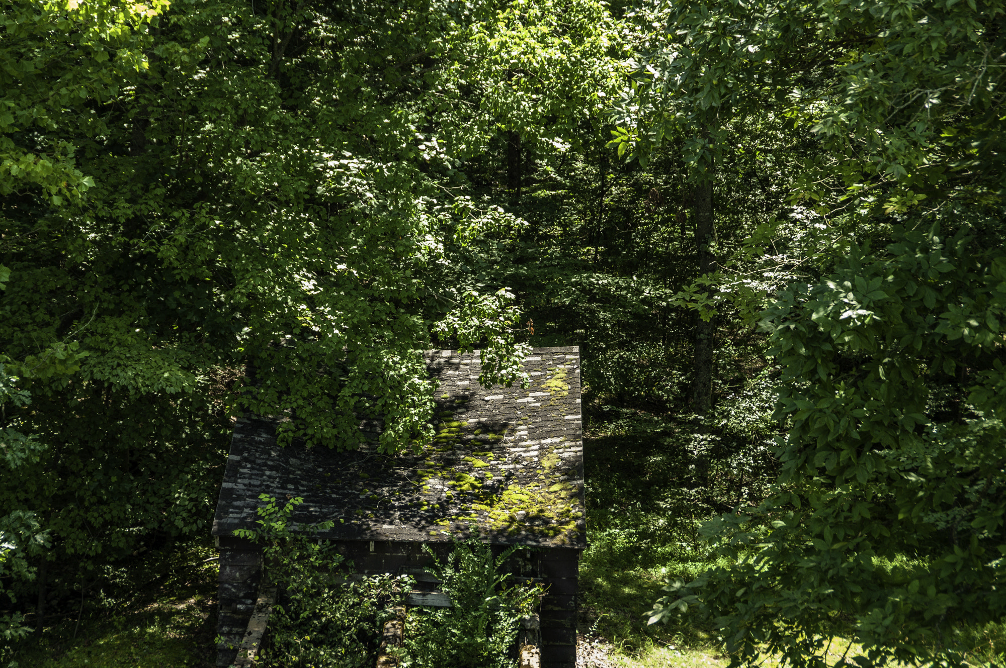 Pentax K20D sample photo. State forest photography