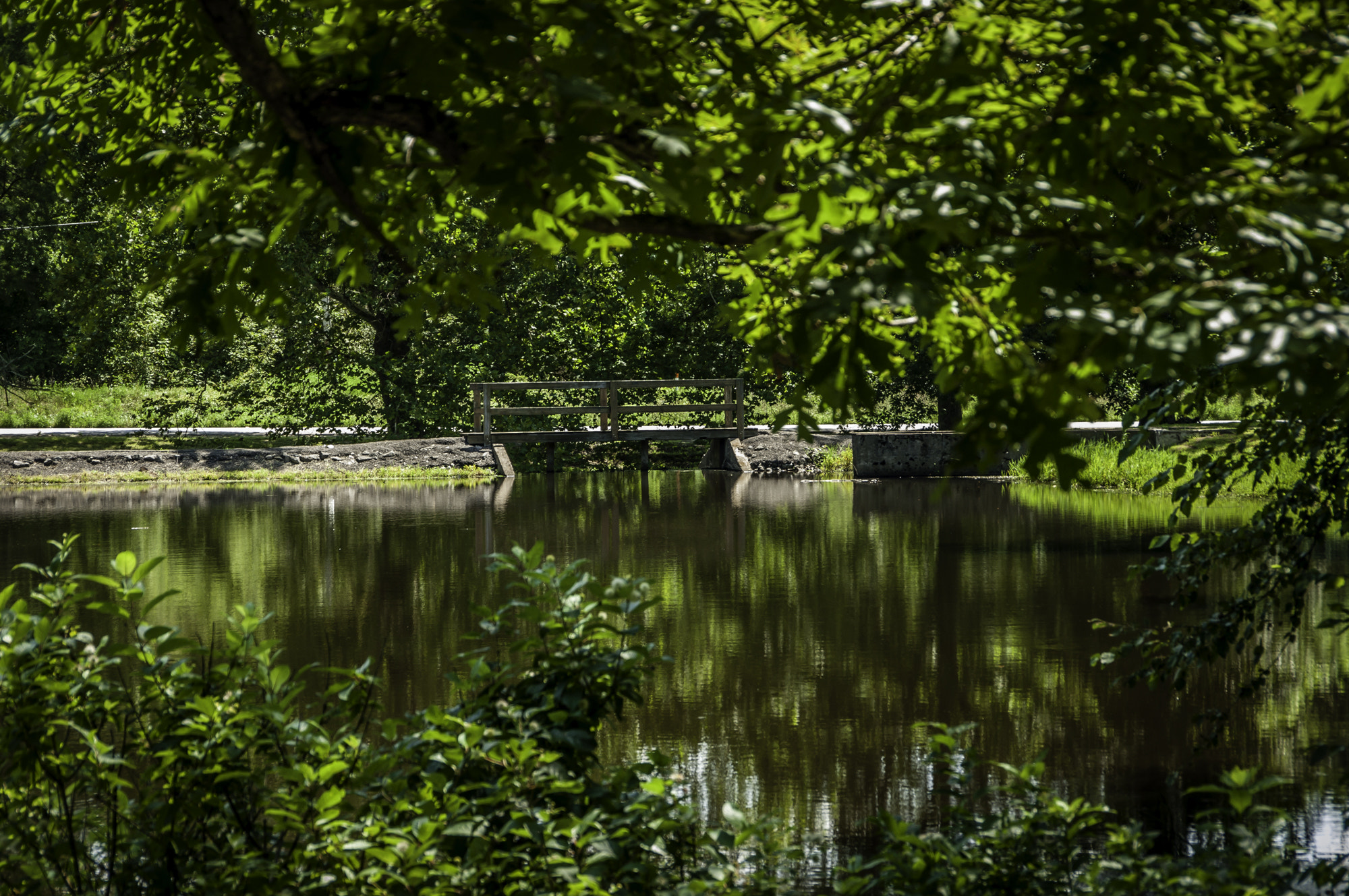 Pentax K20D sample photo. State forest photography
