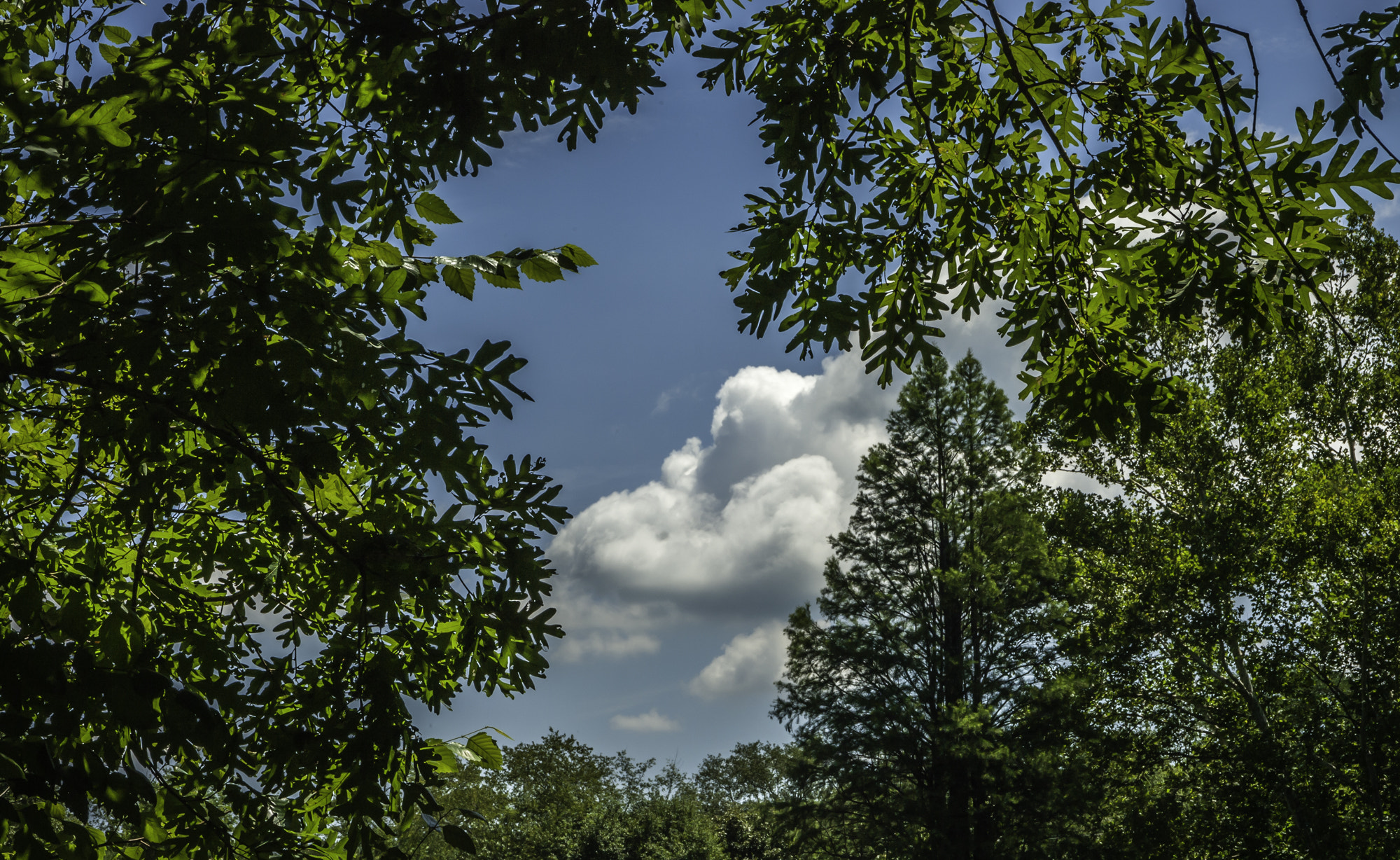 Pentax K20D sample photo. State forest photography