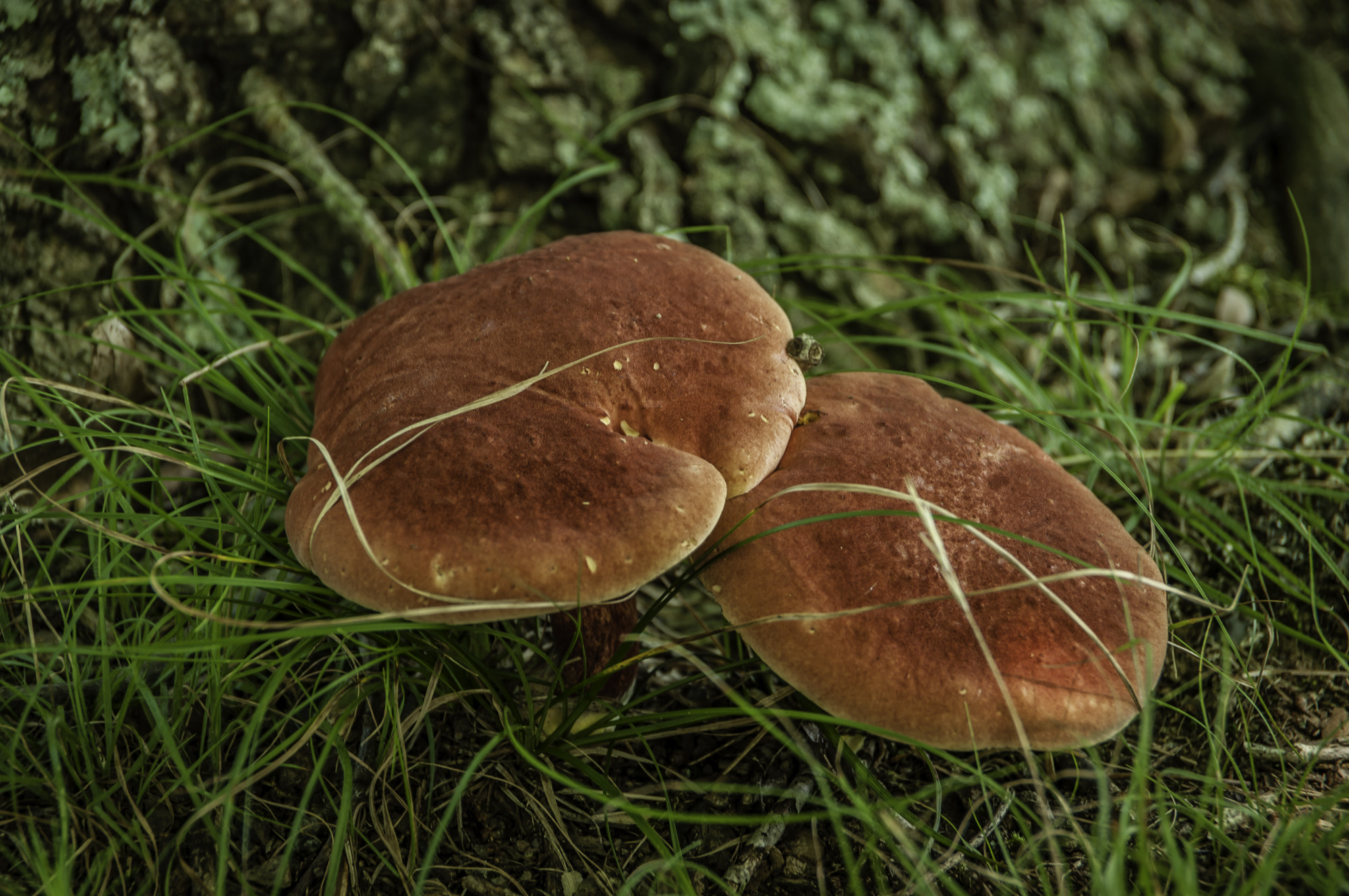 Pentax K20D sample photo. State forest photography