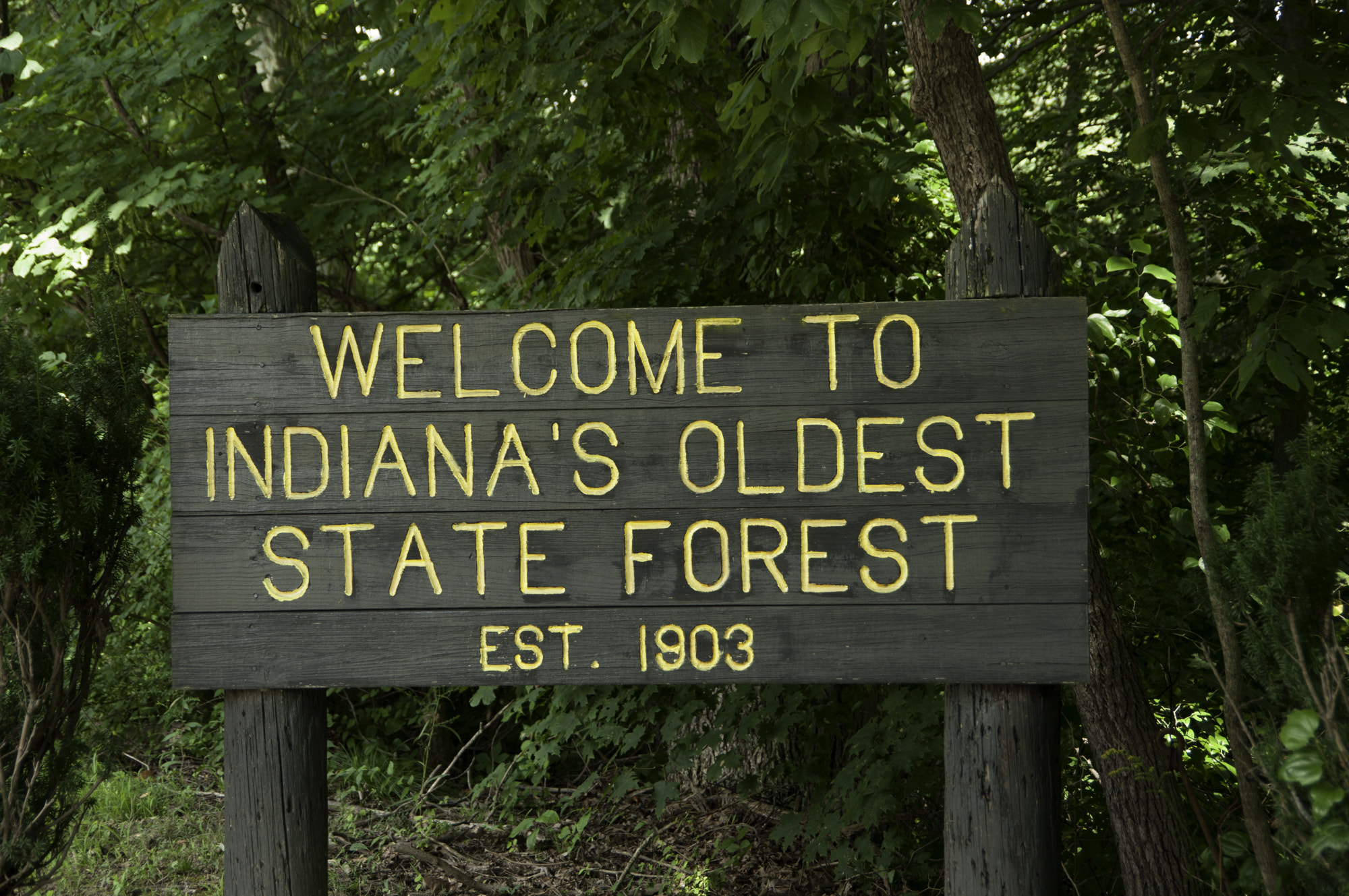 Pentax K20D sample photo. State forest photography
