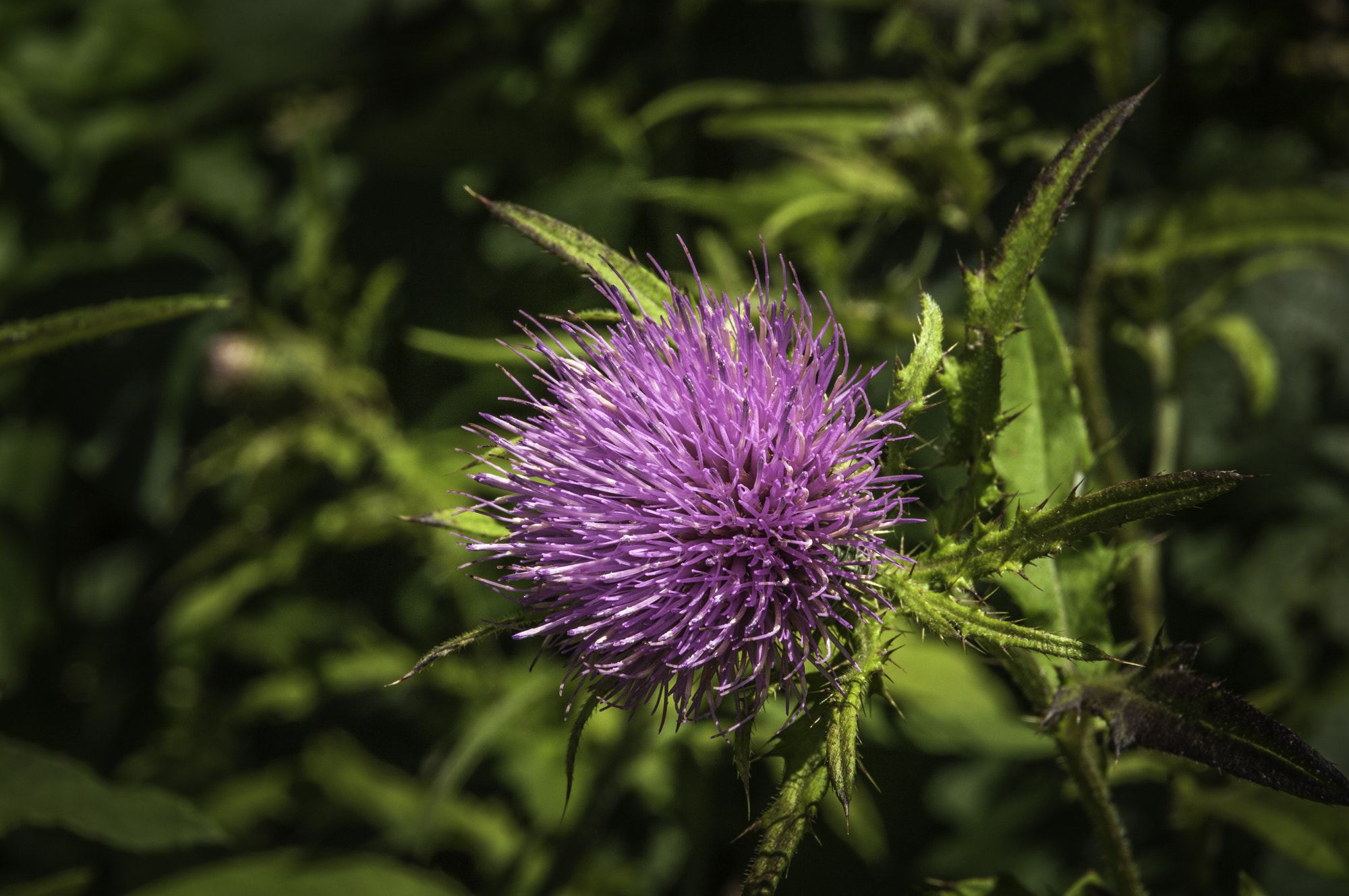Pentax K20D sample photo. State forest photography