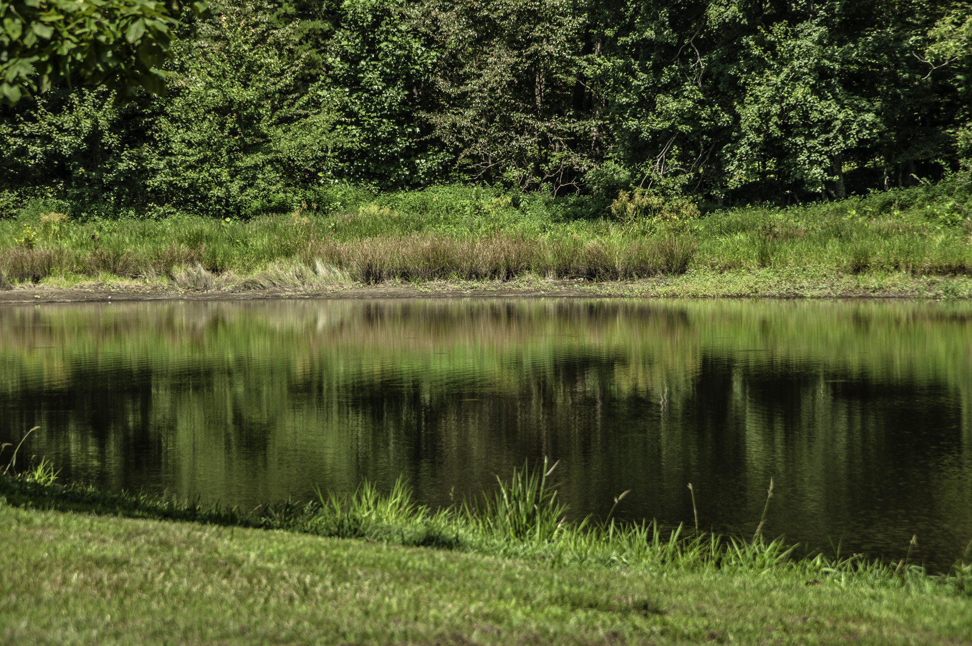 Pentax K20D sample photo. State forest photography