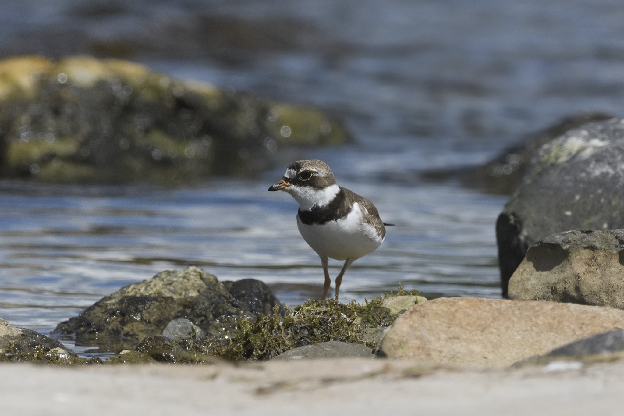 Nikon D7200 + Nikon AF-S Nikkor 200-400mm F4G ED-IF VR sample photo. Semipalmated plover photography