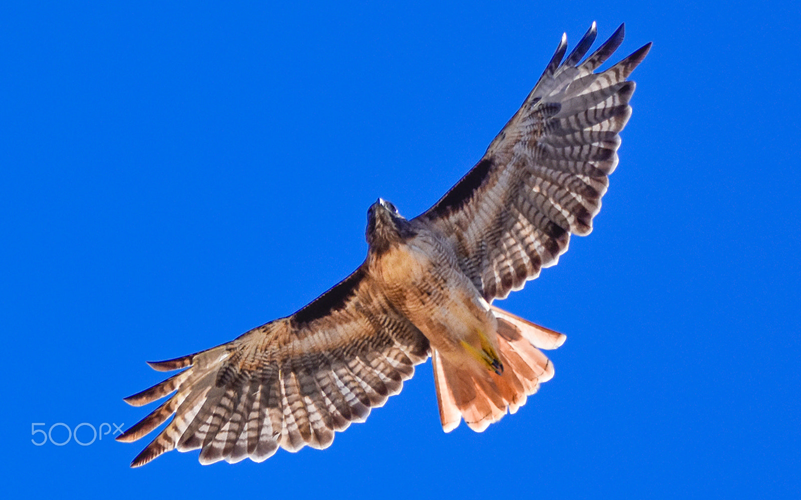 Sigma 150-600mm F5-6.3 DG OS HSM | S sample photo. Spread the wings photography