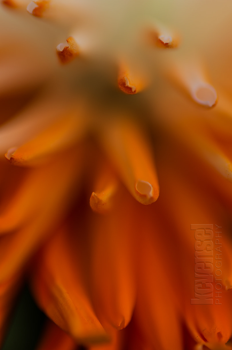 Pentax smc D-FA 100mm F2.8 Macro WR sample photo. Depth photography