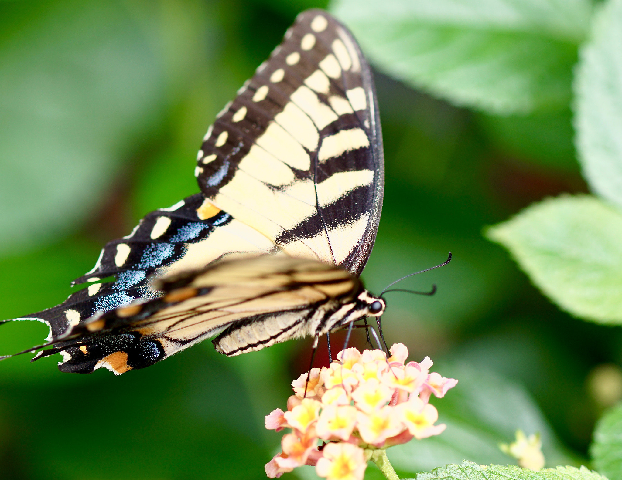 Sony ILCA-77M2 + Sony 100mm F2.8 Macro sample photo. Swallowtail photography