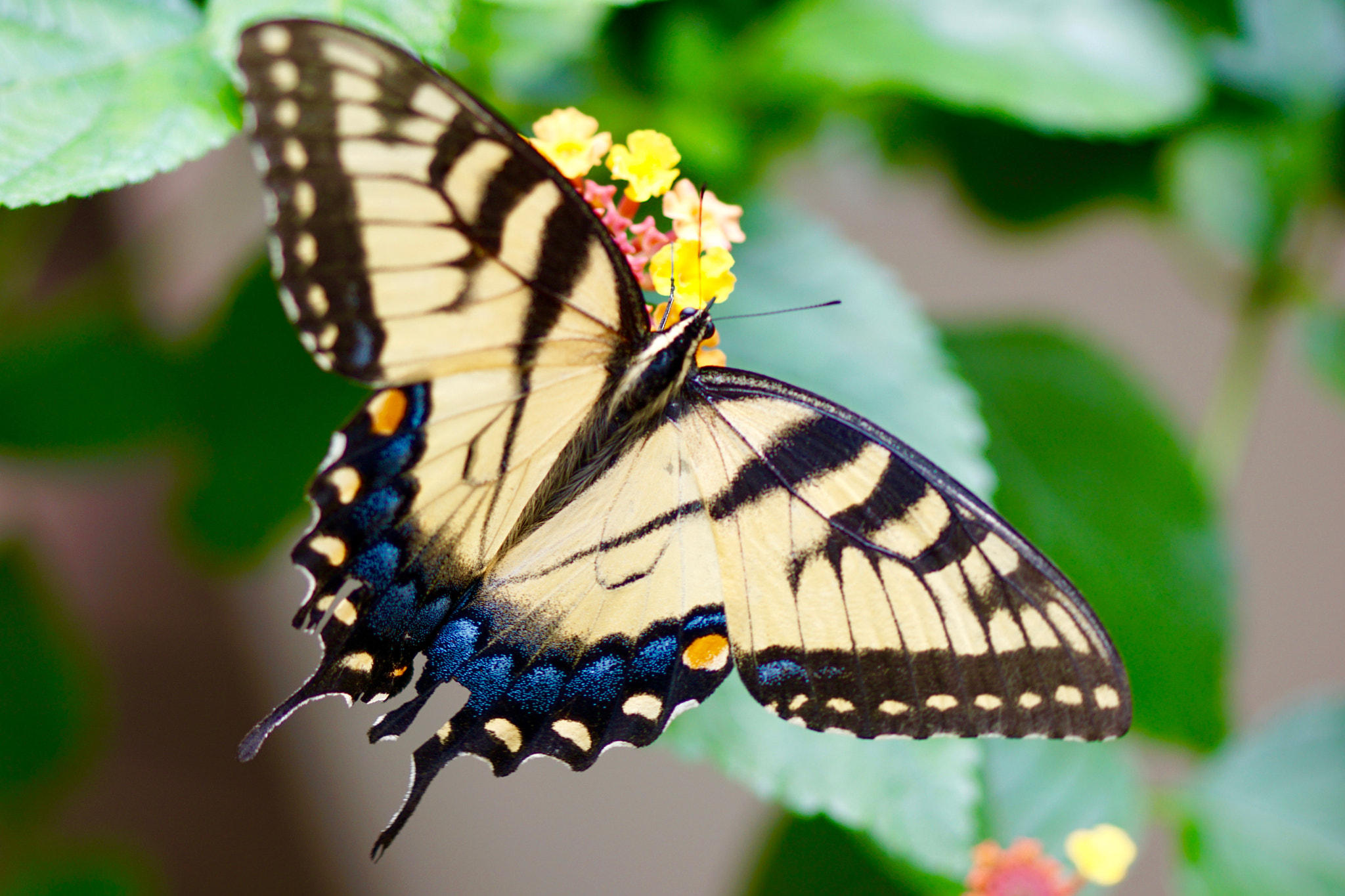 Sony ILCA-77M2 + Sony 100mm F2.8 Macro sample photo. Swallowtail photography