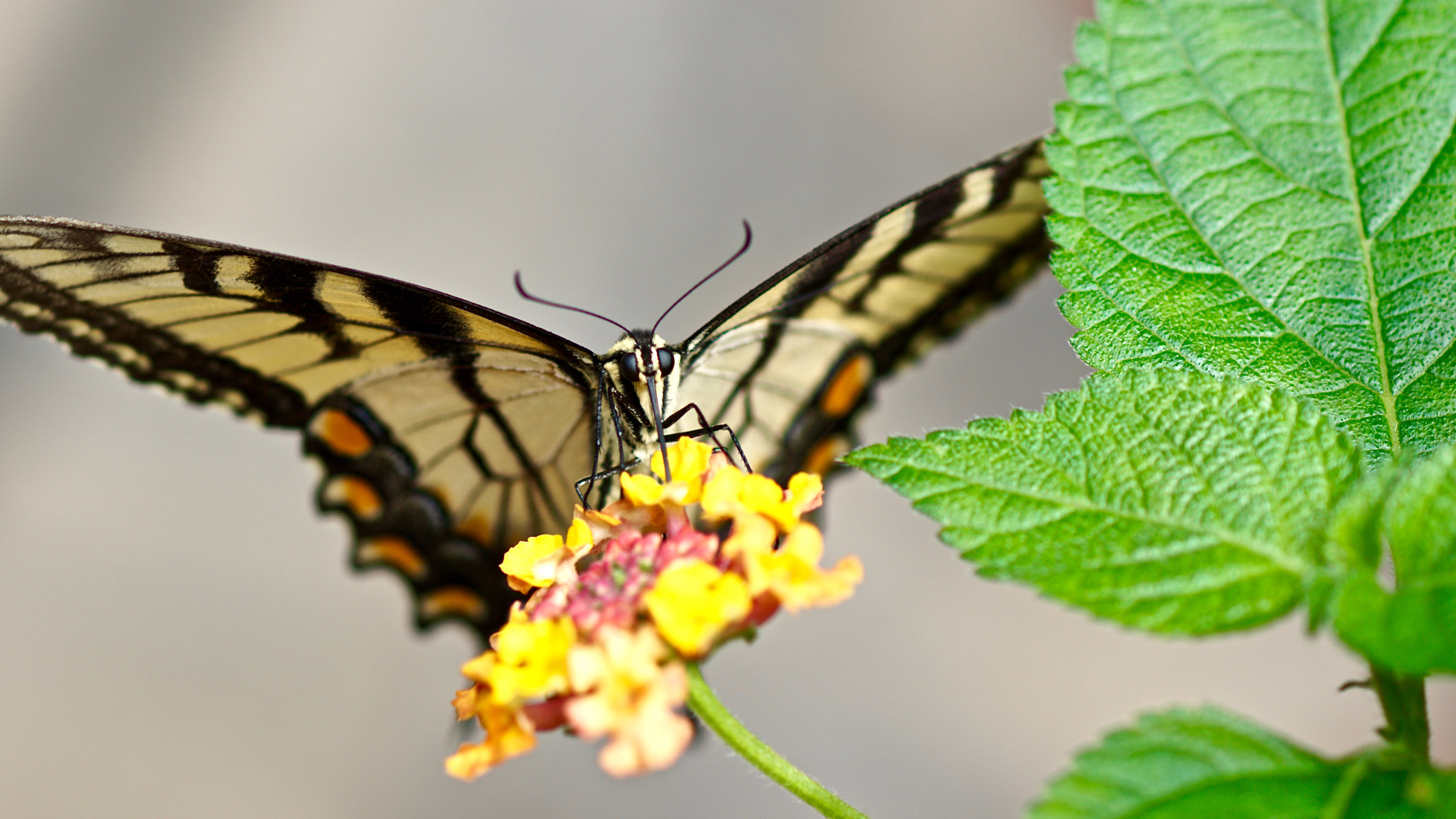 Sony 100mm F2.8 Macro sample photo. Swallowtail photography