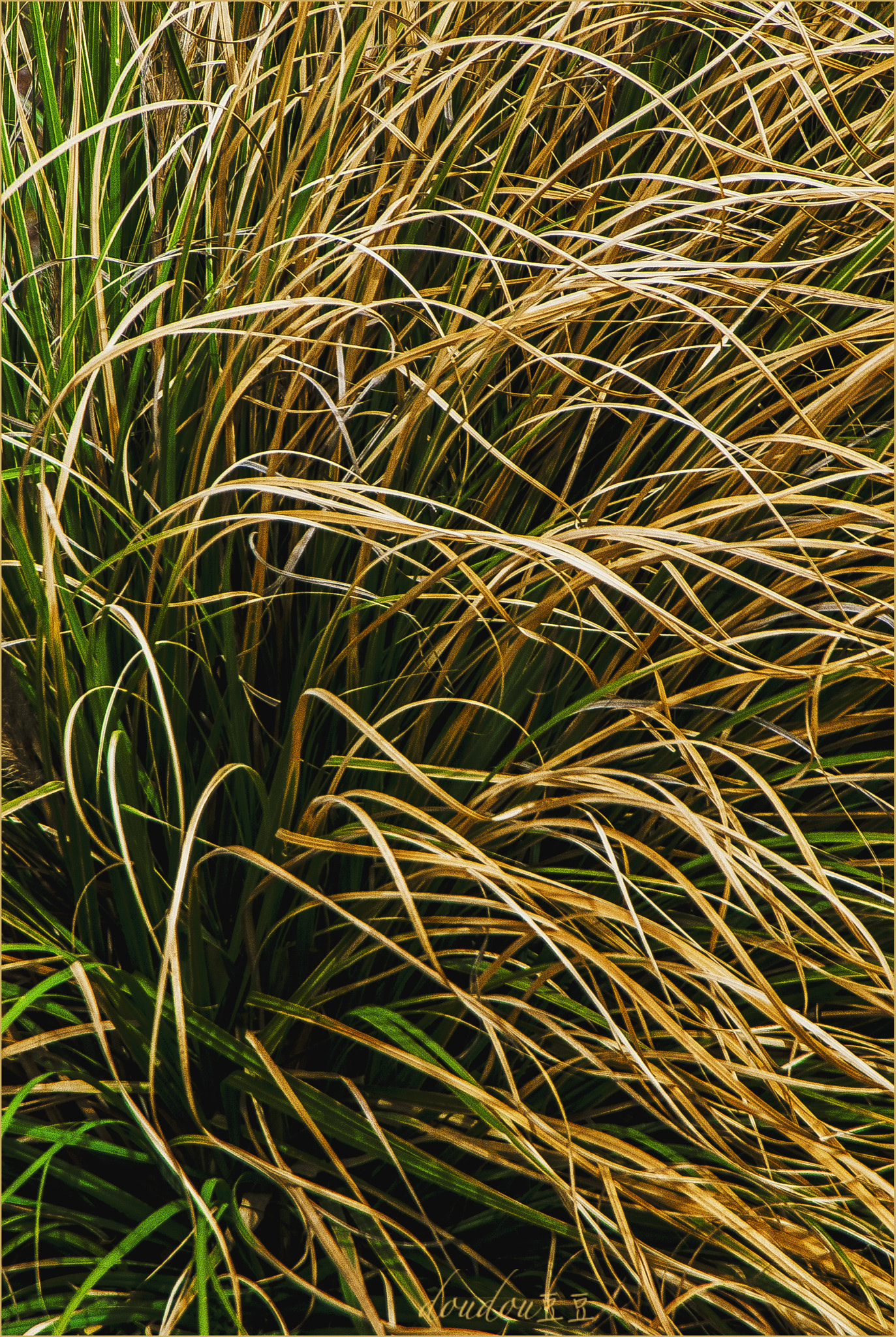 Nikon D80 sample photo. Wind photography