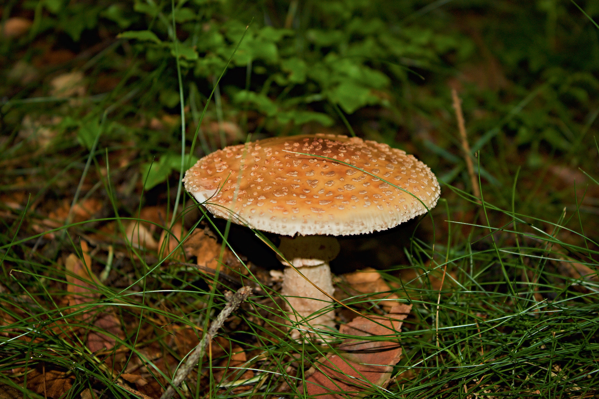 18.00 - 55.00 mm sample photo. Mushroom_1 photography