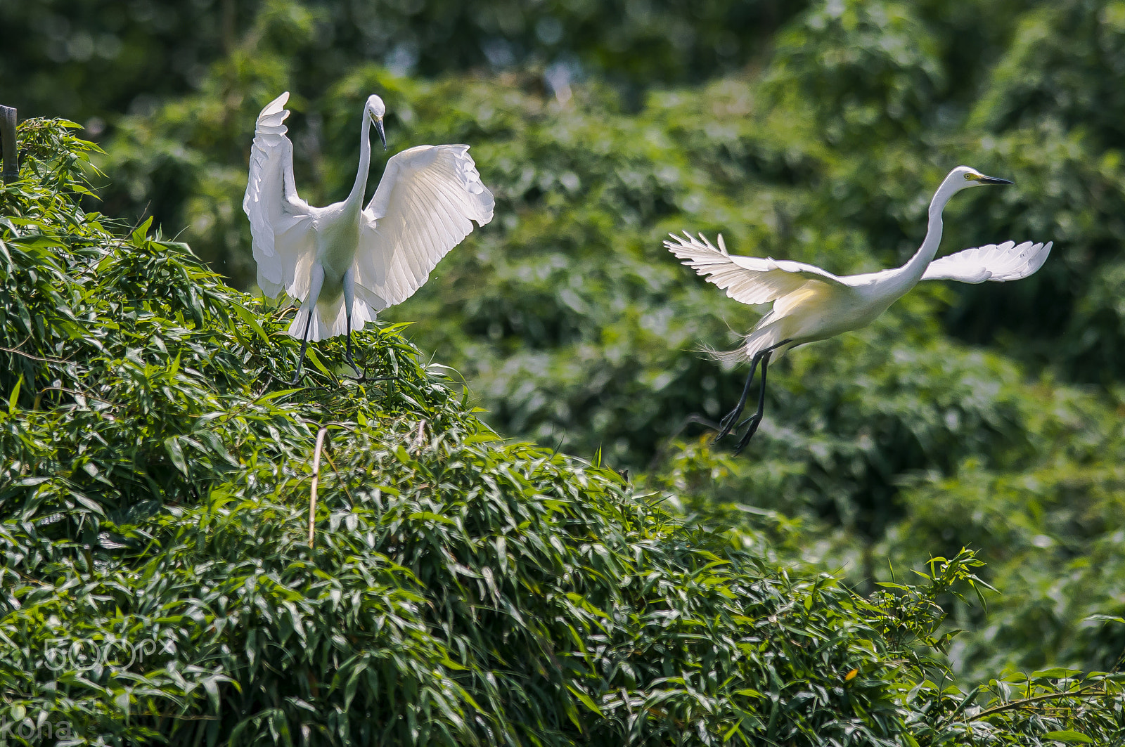 Nikon AF-S Nikkor 400mm F2.8G ED VR II sample photo. Sagi photography