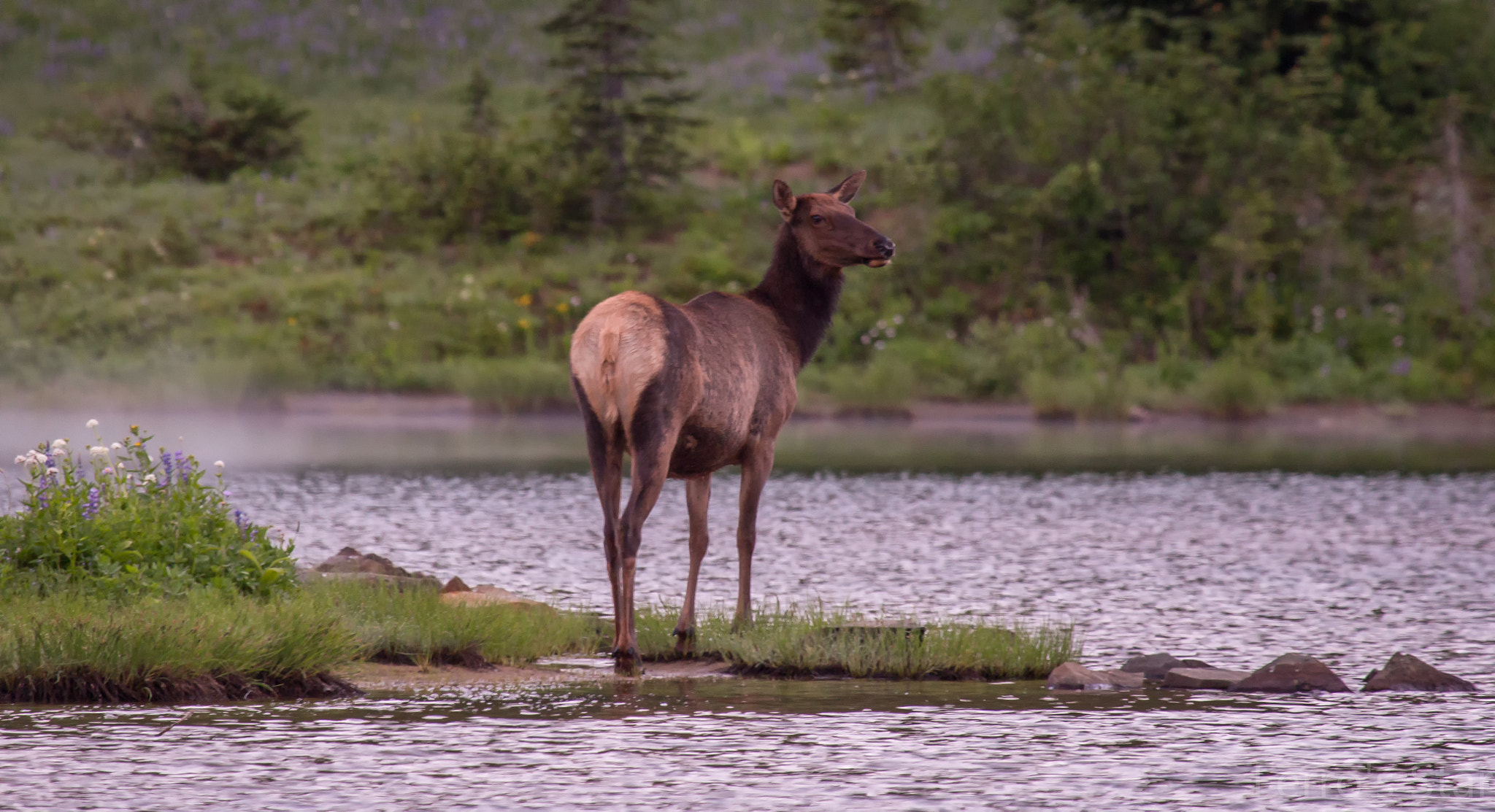 Canon EOS 700D (EOS Rebel T5i / EOS Kiss X7i) + Canon EF 100-400mm F4.5-5.6L IS USM sample photo. Cow on lake tipsoo at sunrise photography