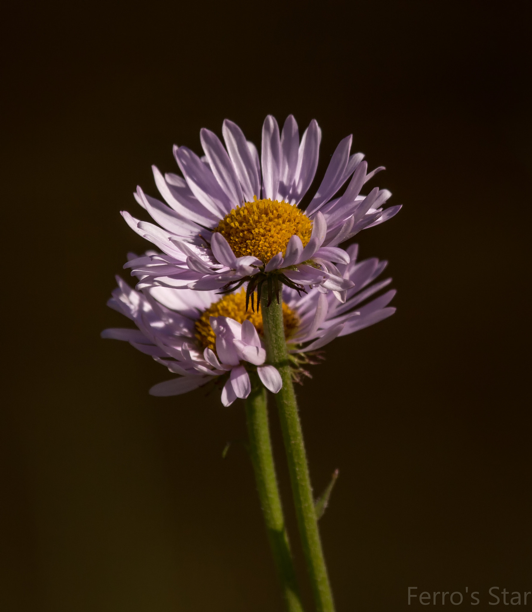Canon EF 100-400mm F4.5-5.6L IS USM sample photo. Tipsoo photography