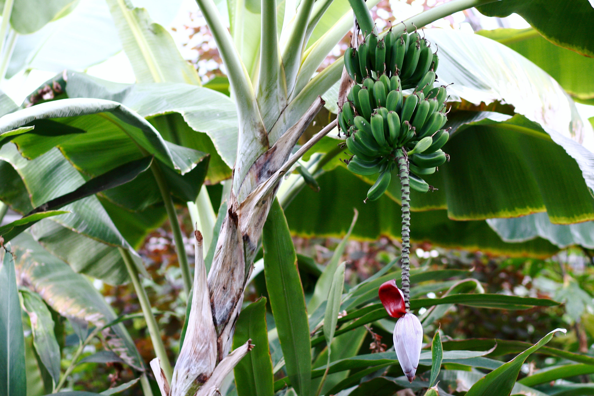 Canon EOS 40D + Canon EF 85mm F1.8 USM sample photo. Bananas?? photography