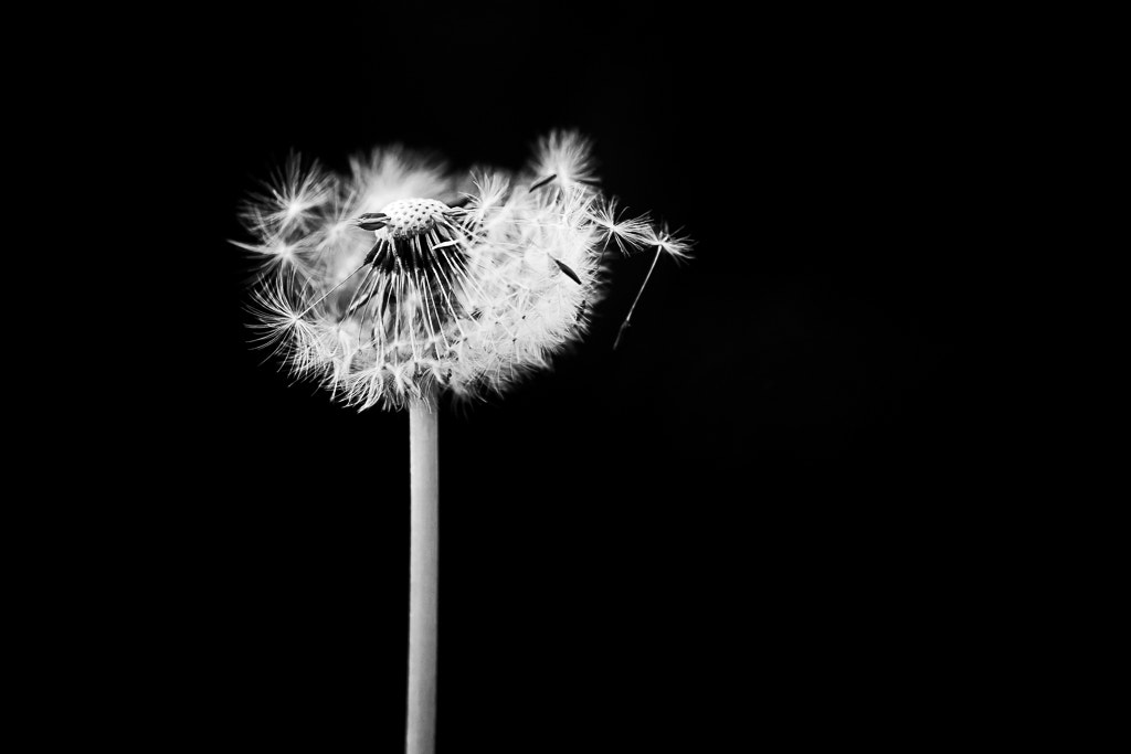 Fujifilm X-M1 + Fujifilm XF 60mm F2.4 R Macro sample photo. Common dandelion photography