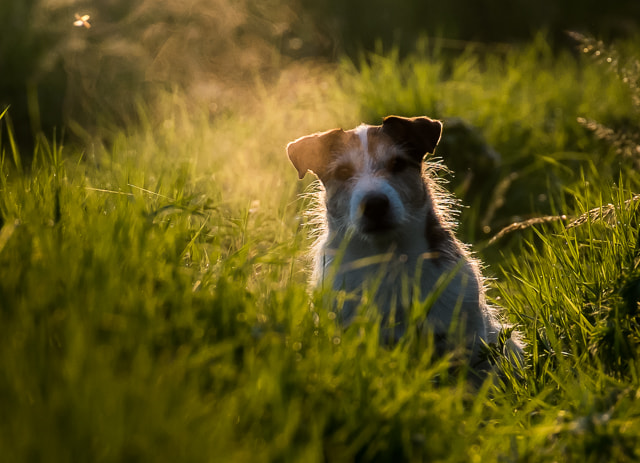 Fujifilm X-M1 + Fujifilm XC 50-230mm F4.5-6.7 OIS sample photo. Jack russell terrier photography