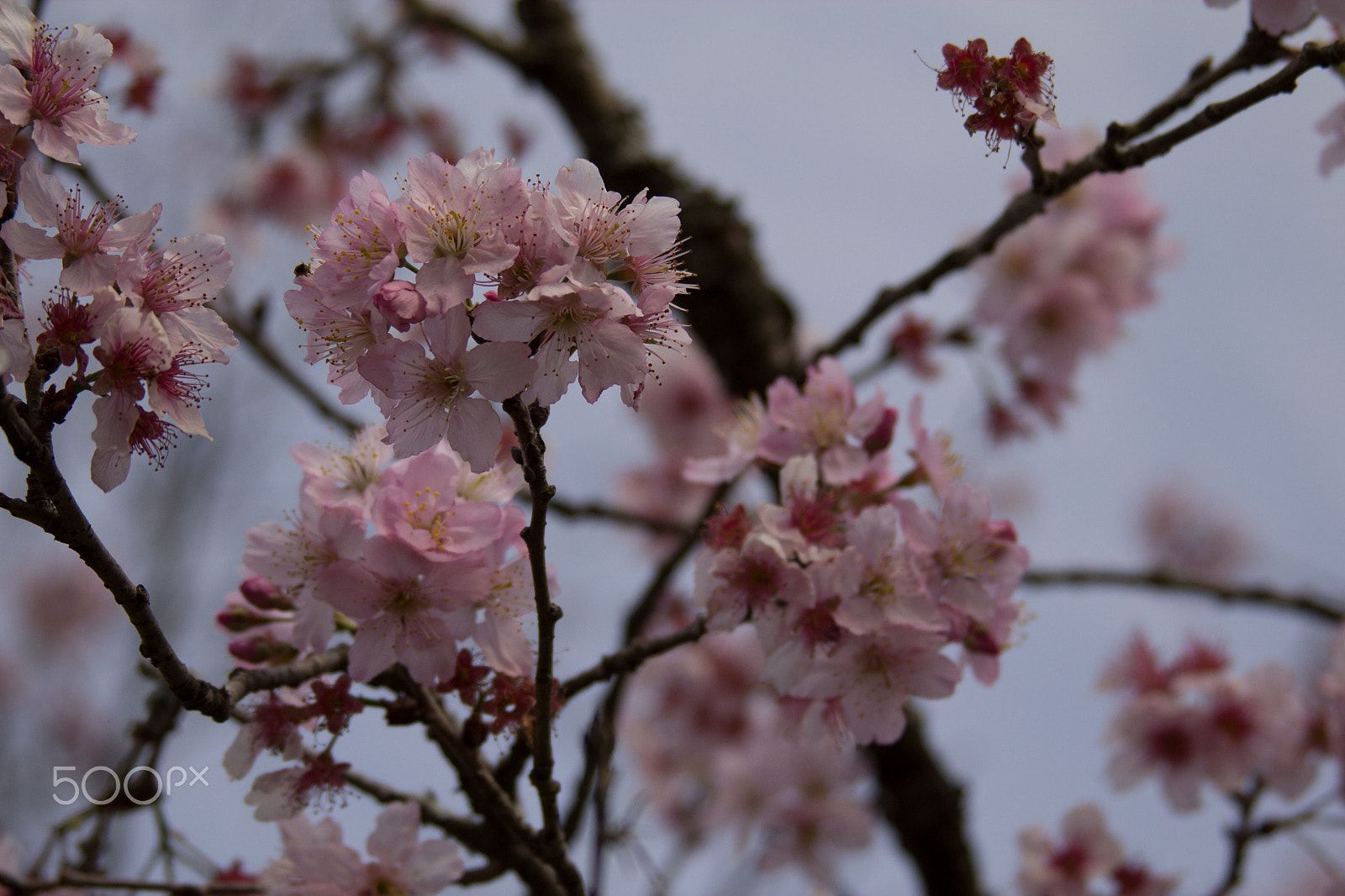 Canon EF 28-135mm F3.5-5.6 IS USM sample photo. Cherry trees brazil photography