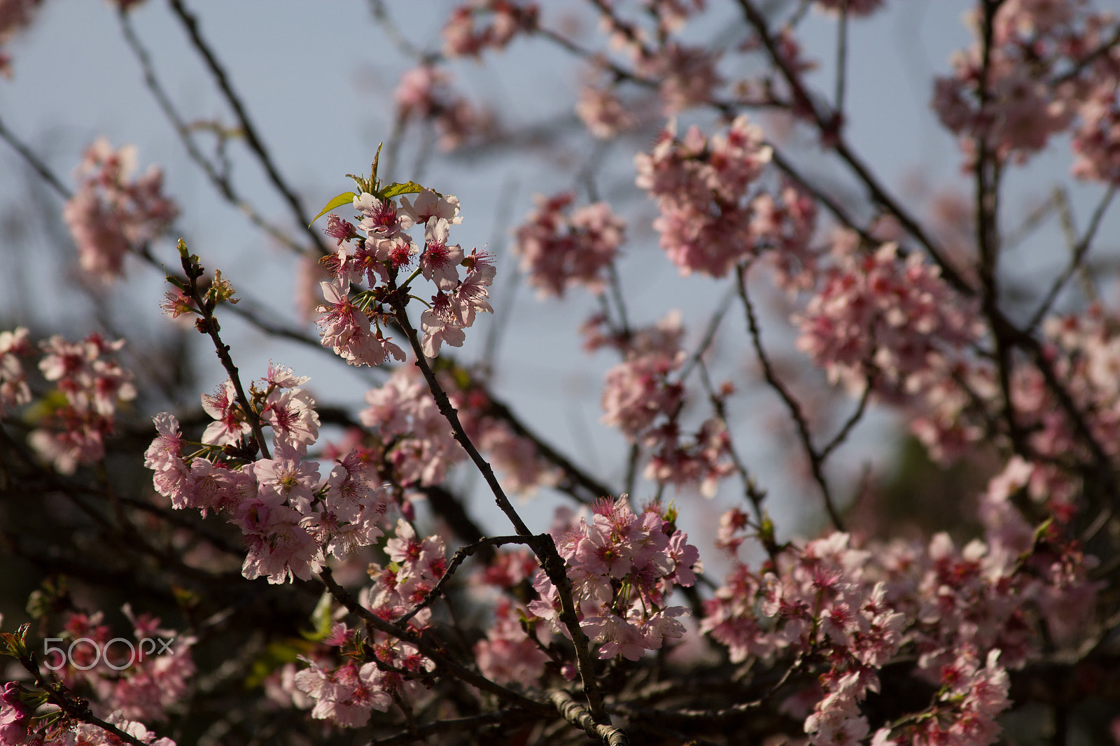 Canon EF 28-135mm F3.5-5.6 IS USM sample photo. Cherry trees brazil photography
