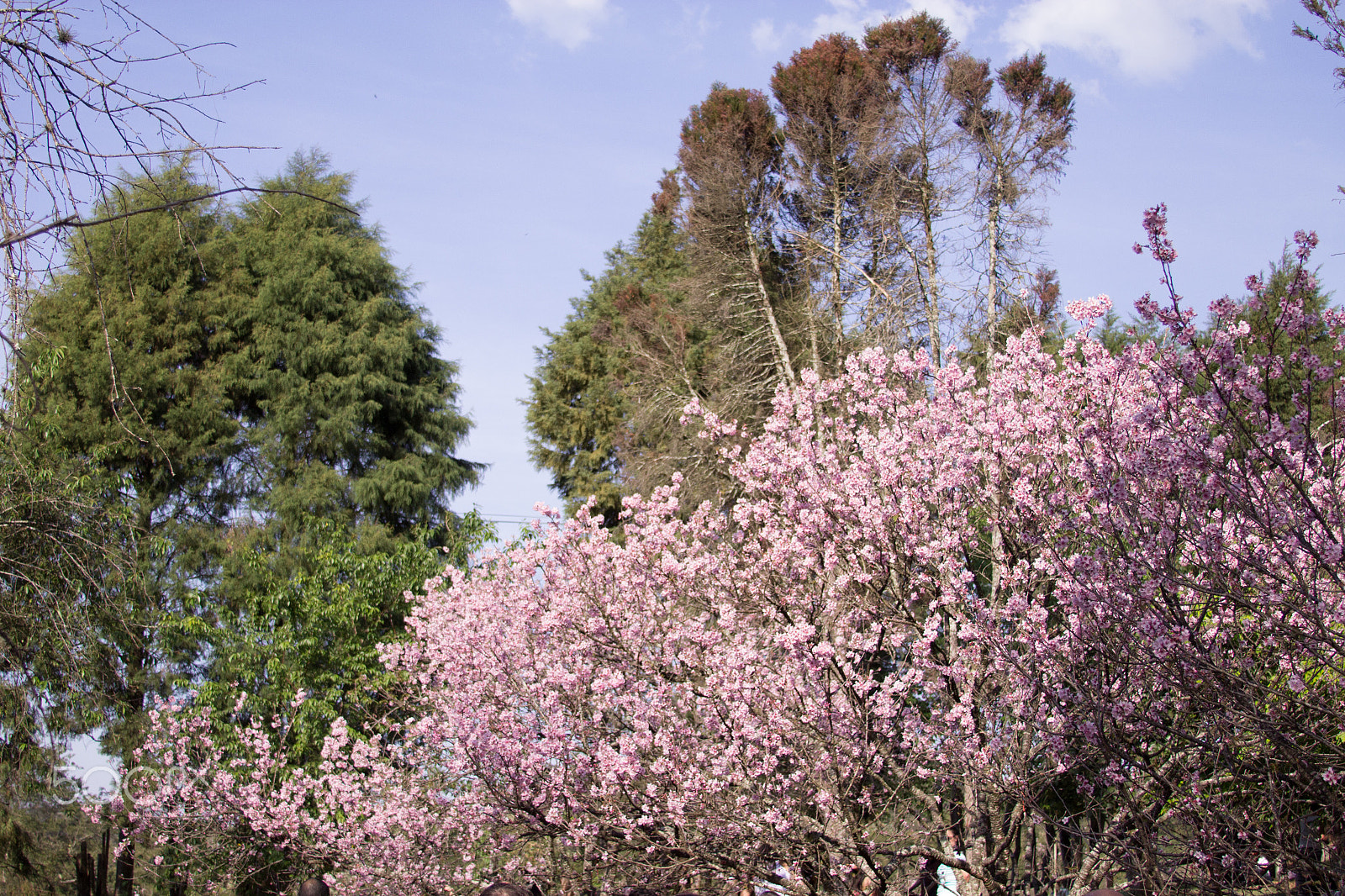 Canon EF 28-135mm F3.5-5.6 IS USM sample photo. Cherry trees brazil photography