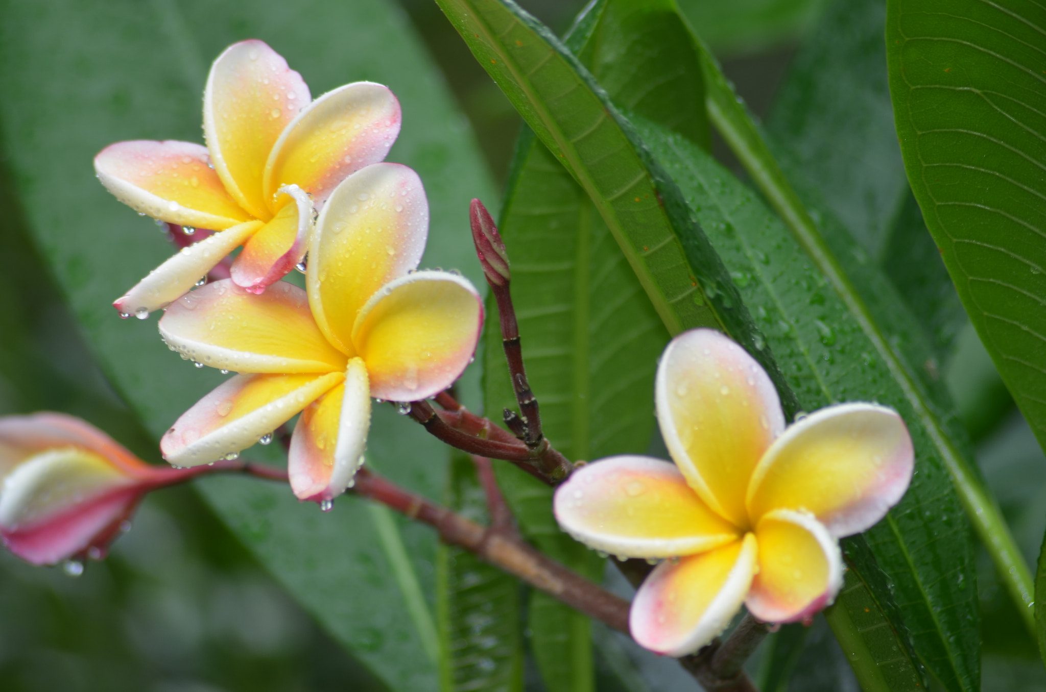 Nikon D5100 + Sigma 70-300mm F4-5.6 APO Macro Super II sample photo. A peace of hawaii photography