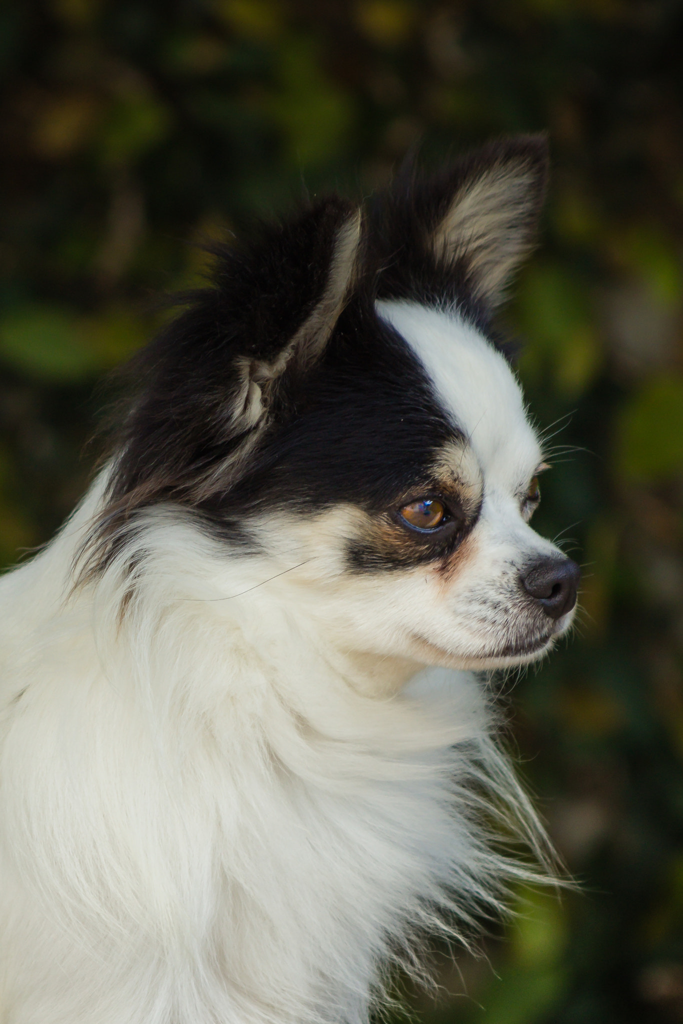 Canon EF 70-300mm F4-5.6 IS USM sample photo. Djingo photography