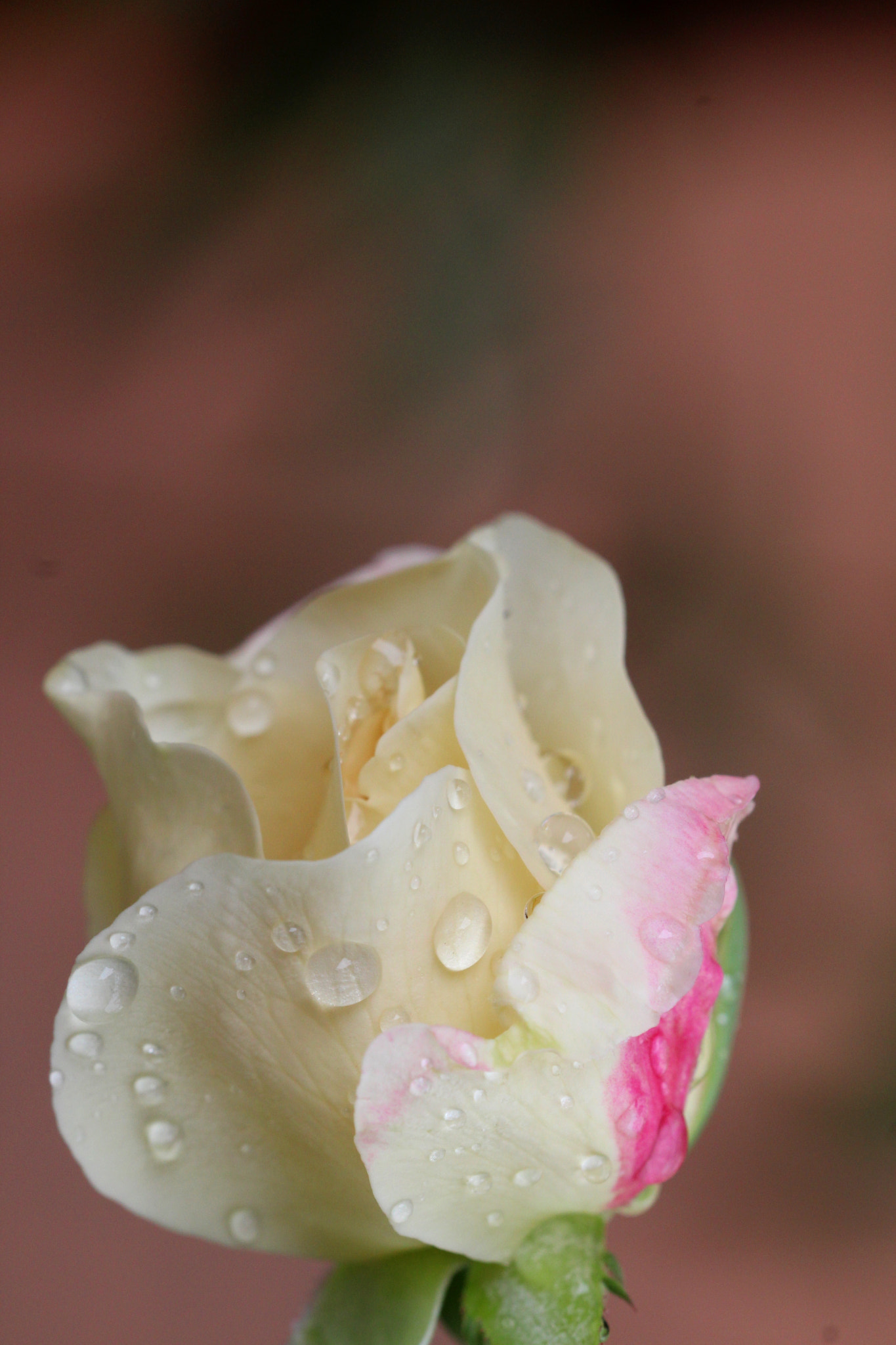 Sigma 150mm f/2.8 EX DG OS HSM APO Macro sample photo. Rosa e chamas photography