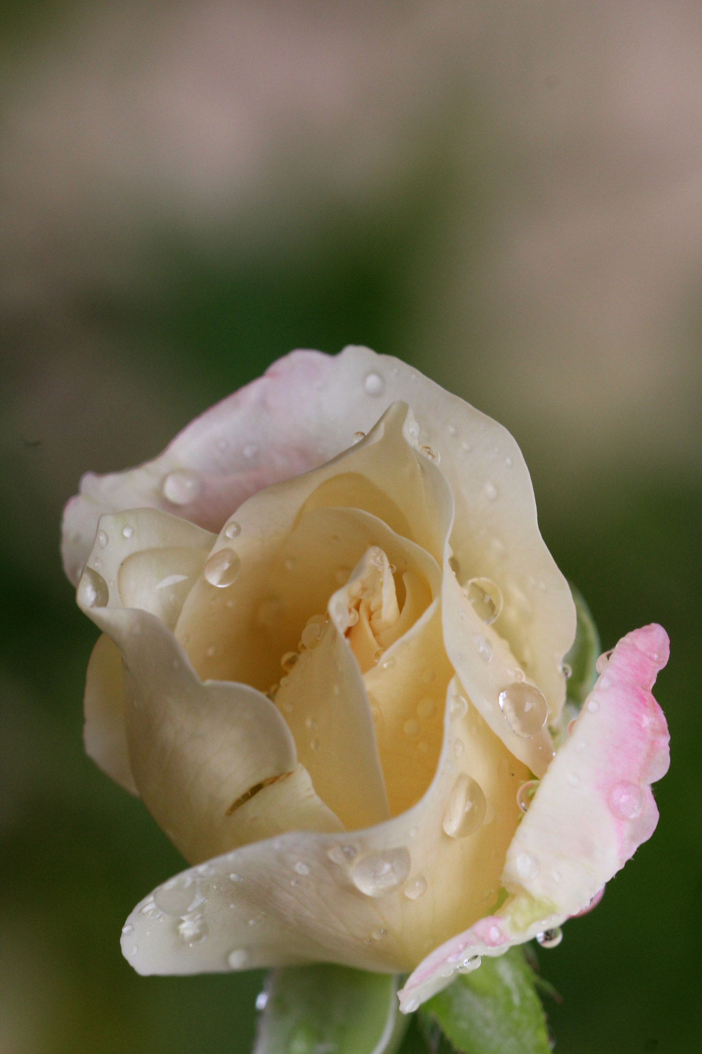 Sigma 150mm f/2.8 EX DG OS HSM APO Macro sample photo. Após a chuva photography