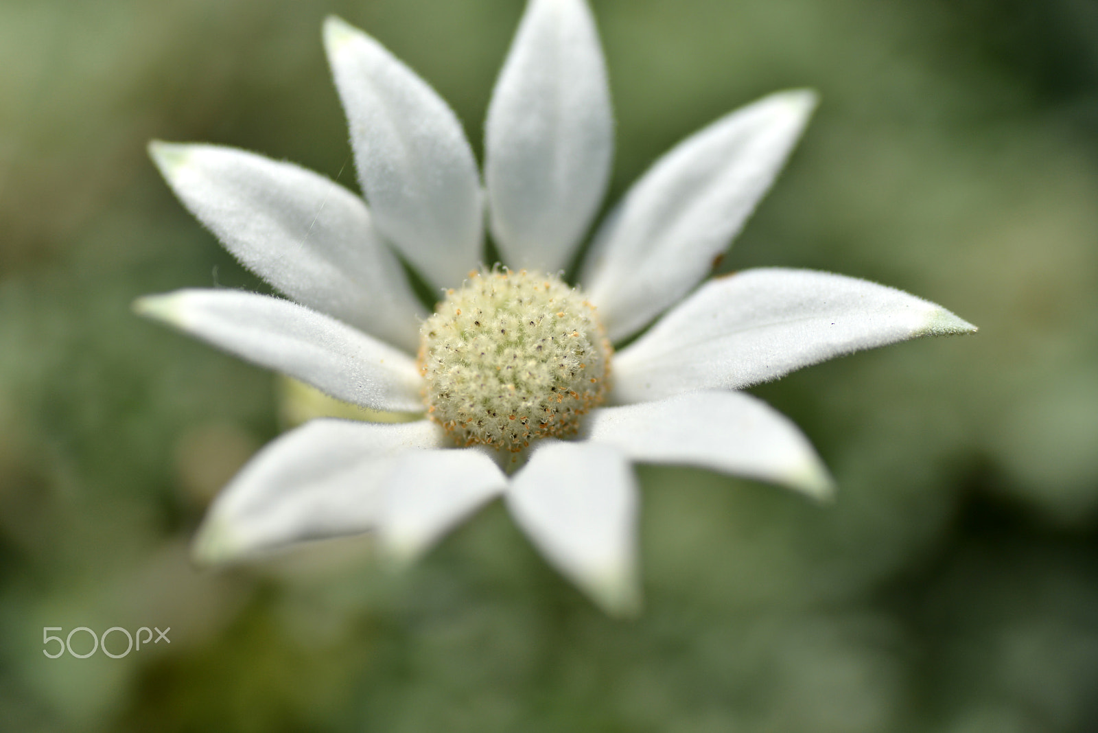 Nikon D600 sample photo. From australia photography