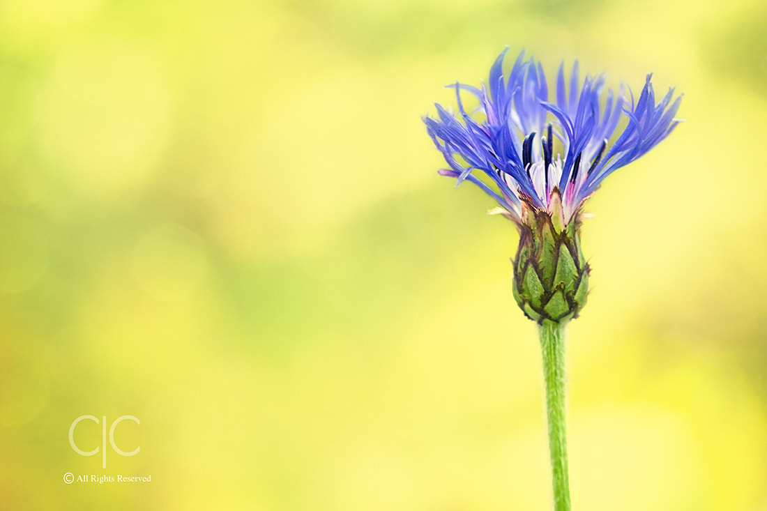 Sigma 105mm F2.8 EX DG Macro sample photo. I stand alone photography