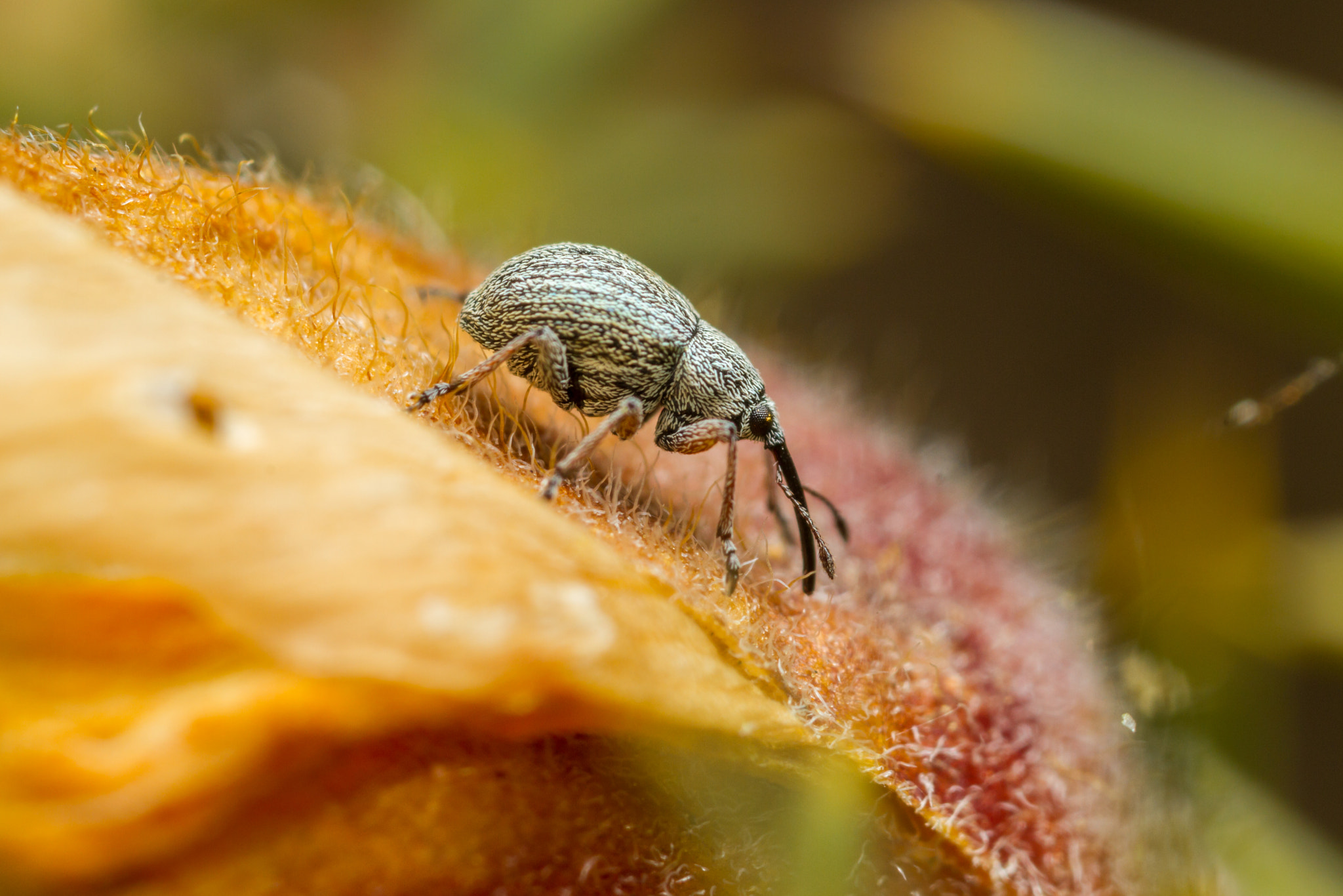 Canon MP-E 65mm F2.5 1-5x Macro Photo sample photo. Gorse weevil (exapion ulicis) photography