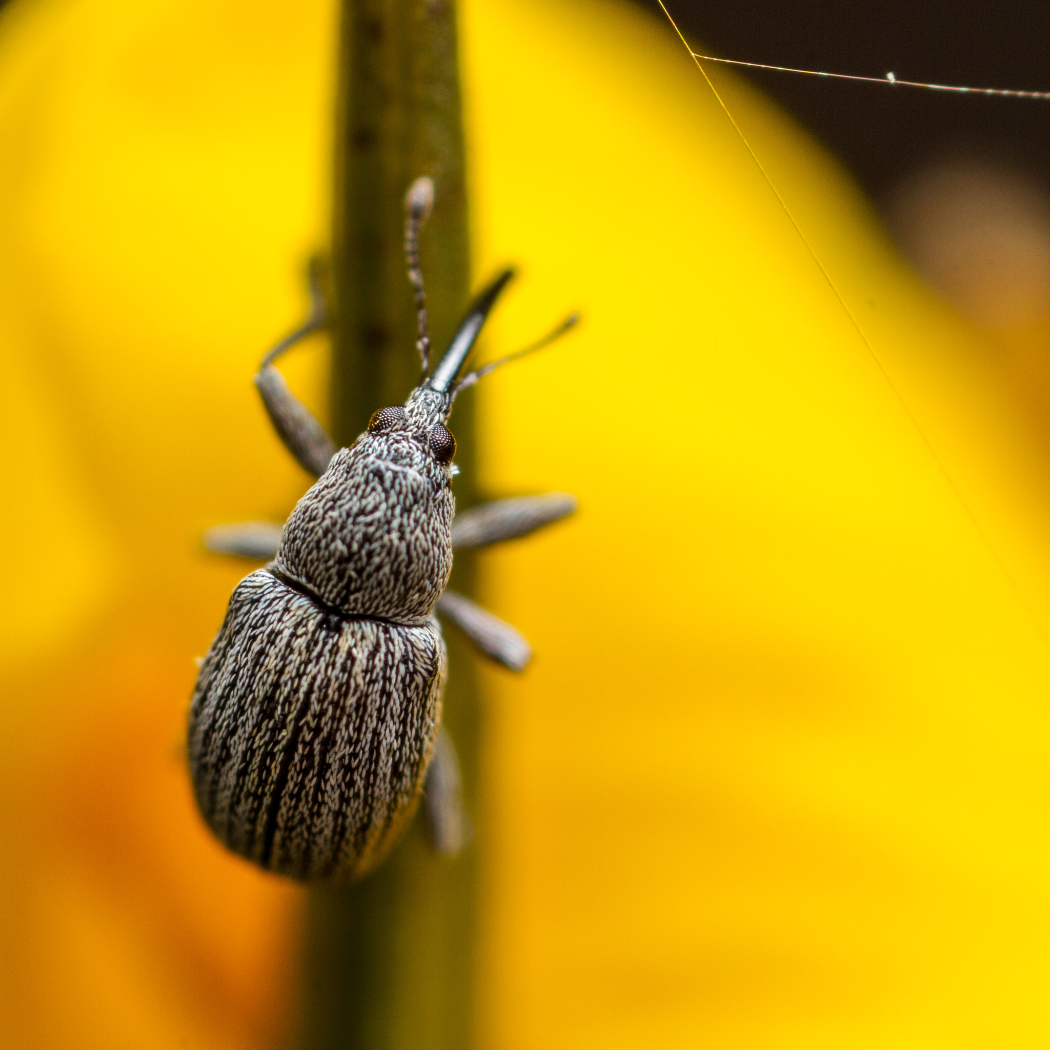 Canon MP-E 65mm F2.5 1-5x Macro Photo sample photo. Gorse weevil (exapion ulicis) photography