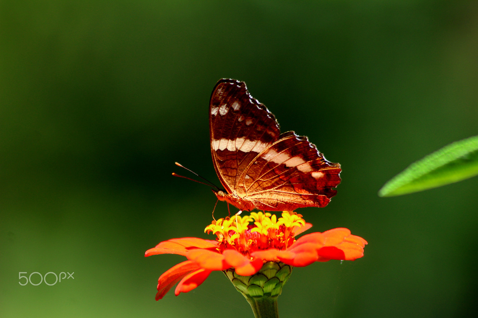 Canon EF 75-300mm F4.0-5.6 IS USM sample photo. Mariposa photography