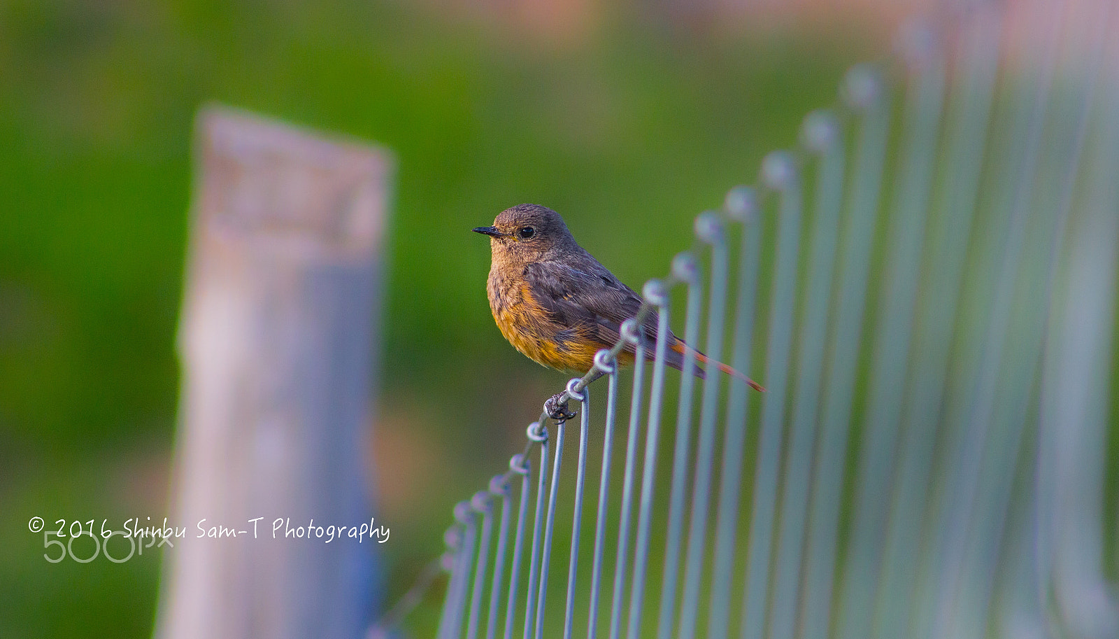 Canon EF 75-300mm f/4-5.6 USM sample photo. Bird photography