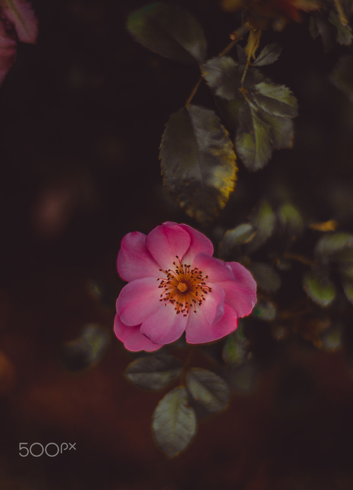 Sony a7R II + Sony 50mm F1.4 sample photo. Flower photography