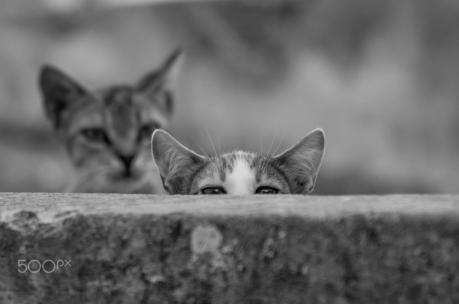 Pentax smc DA 50-200mm F4-5.6 ED sample photo. Cats photography
