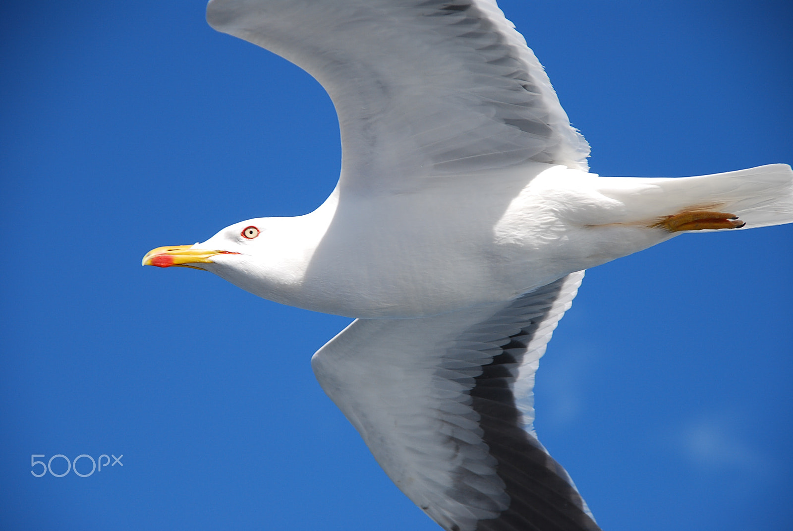 Nikon D60 + Sigma 18-125mm F3.8-5.6 DC OS HSM sample photo. Sea bird photography