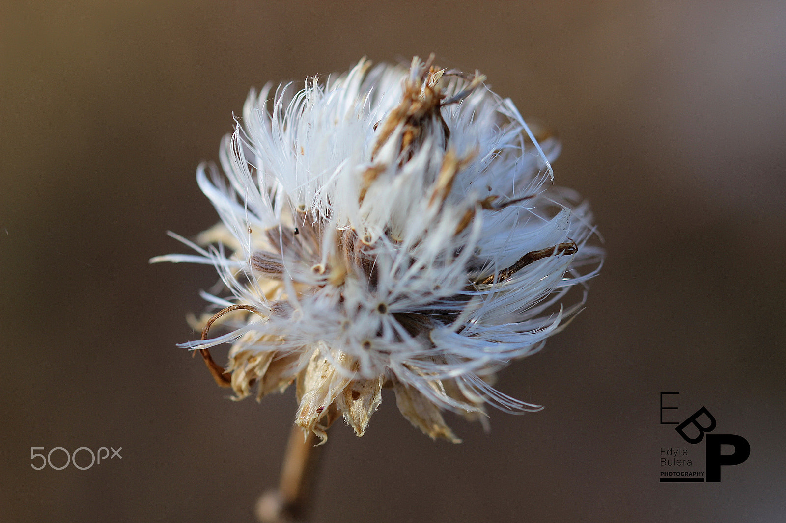 Canon EF 100mm F2.8L Macro IS USM sample photo. Macro by edyta photography