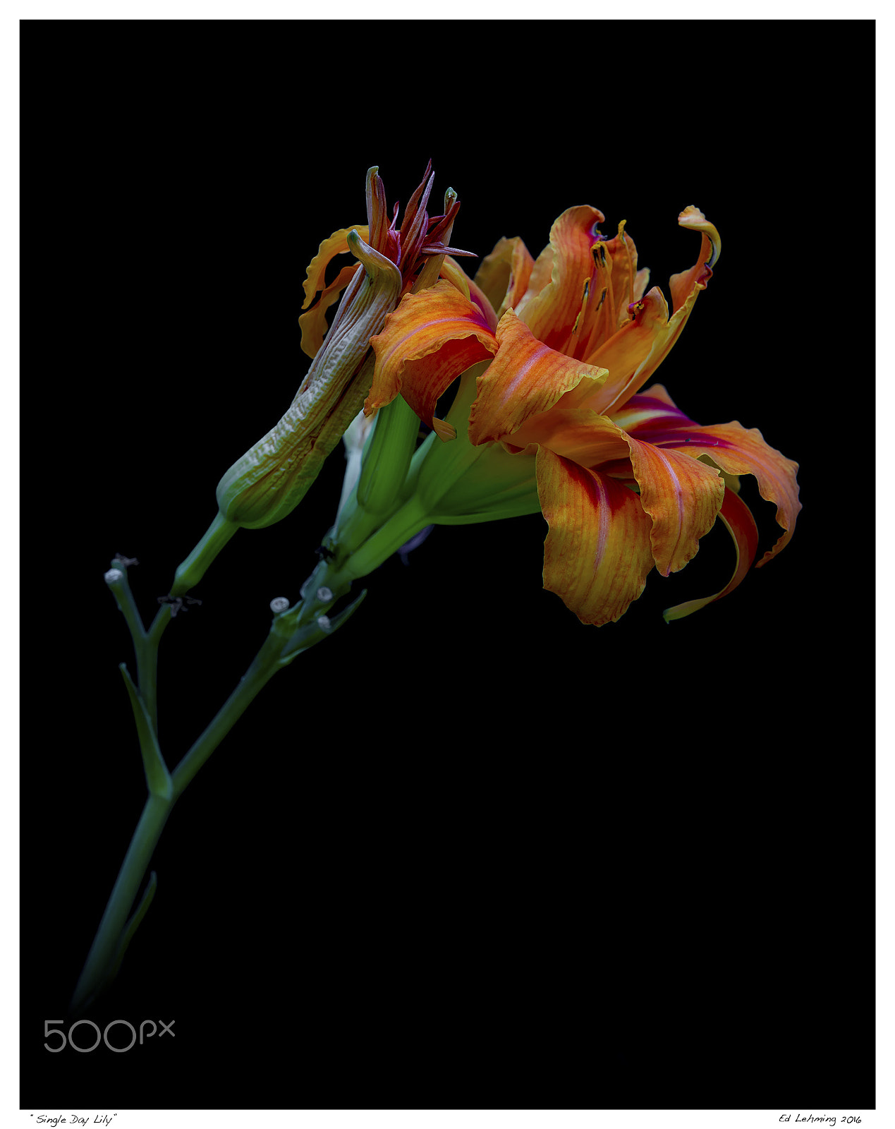 Tamron SP 70-200mm F2.8 Di VC USD sample photo. Single day lily photography