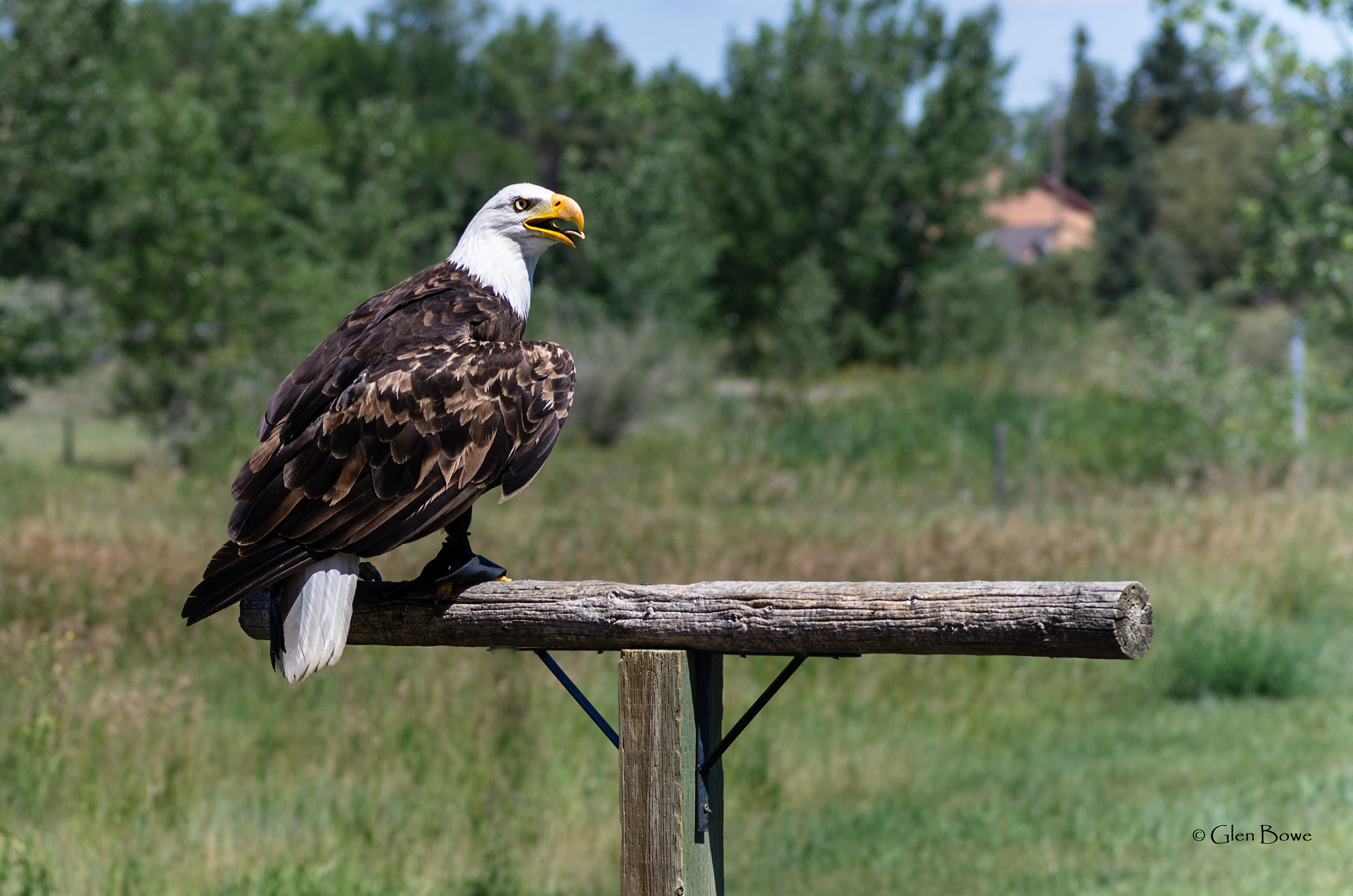 Pentax K-5 sample photo. Alberta birds of prey - eagle photography