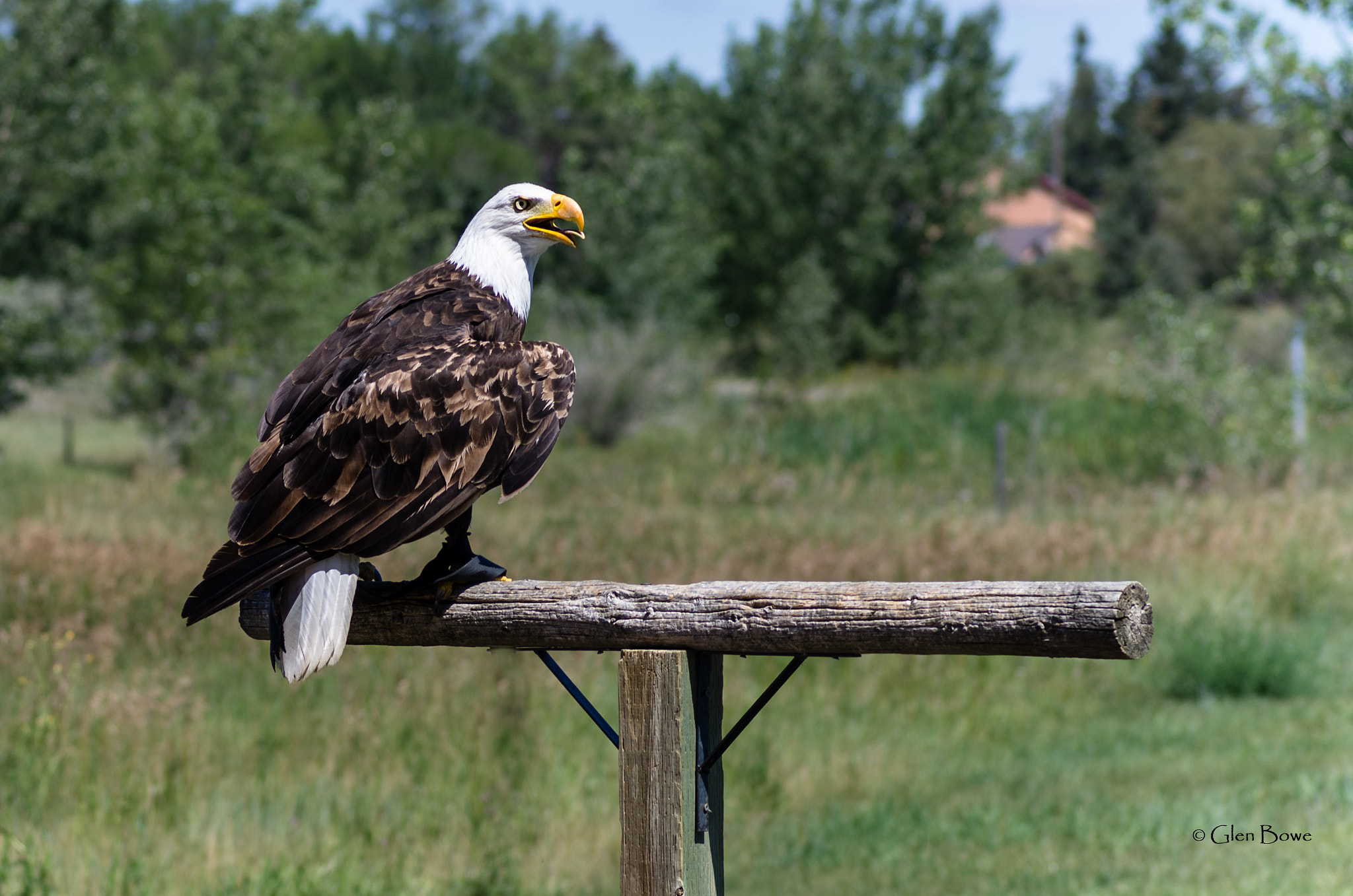 Pentax smc D-FA 100mm F2.8 Macro WR sample photo. Alberta birds of prey - eagle photography
