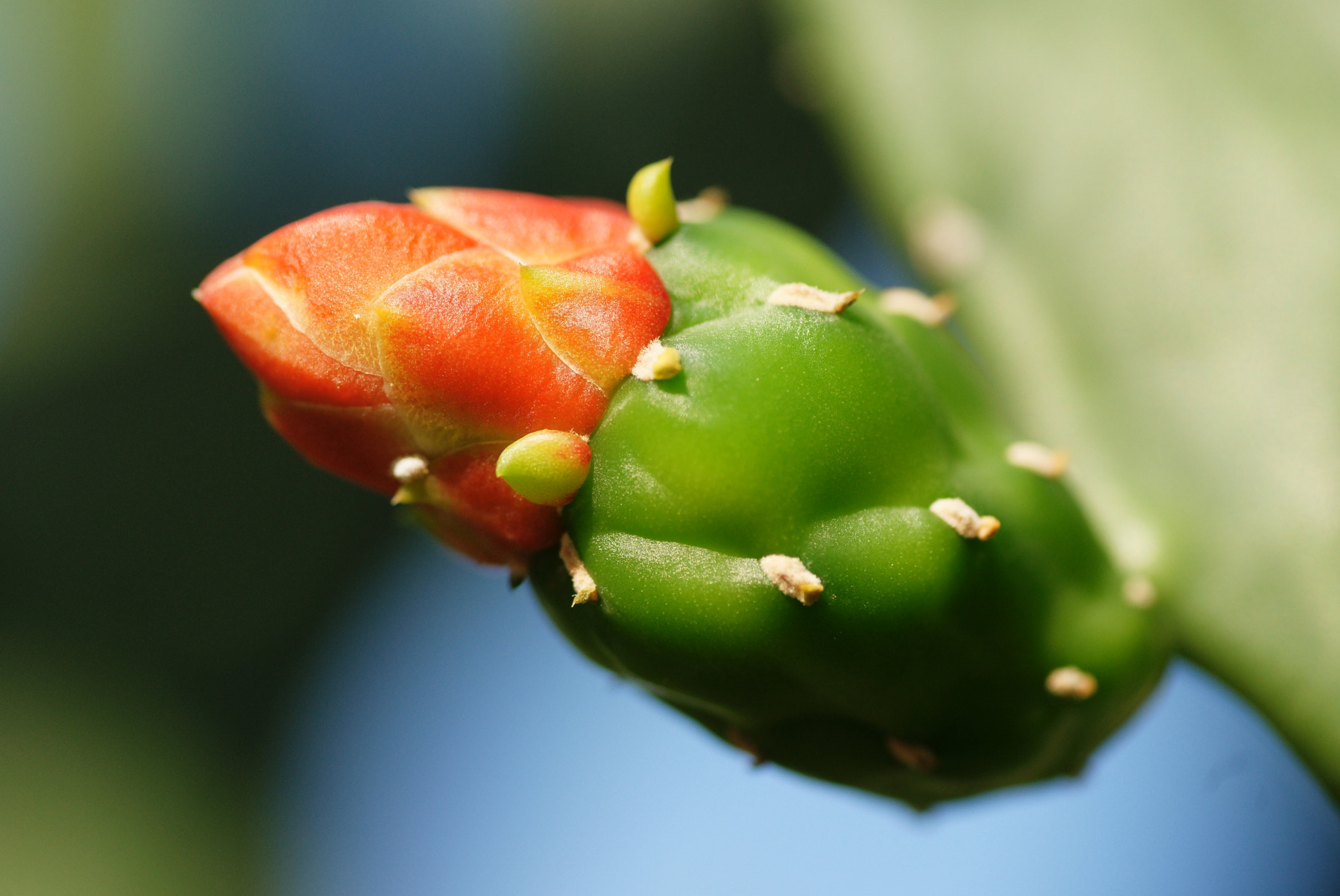 Sony Alpha DSLR-A850 sample photo. Cactus flower photography