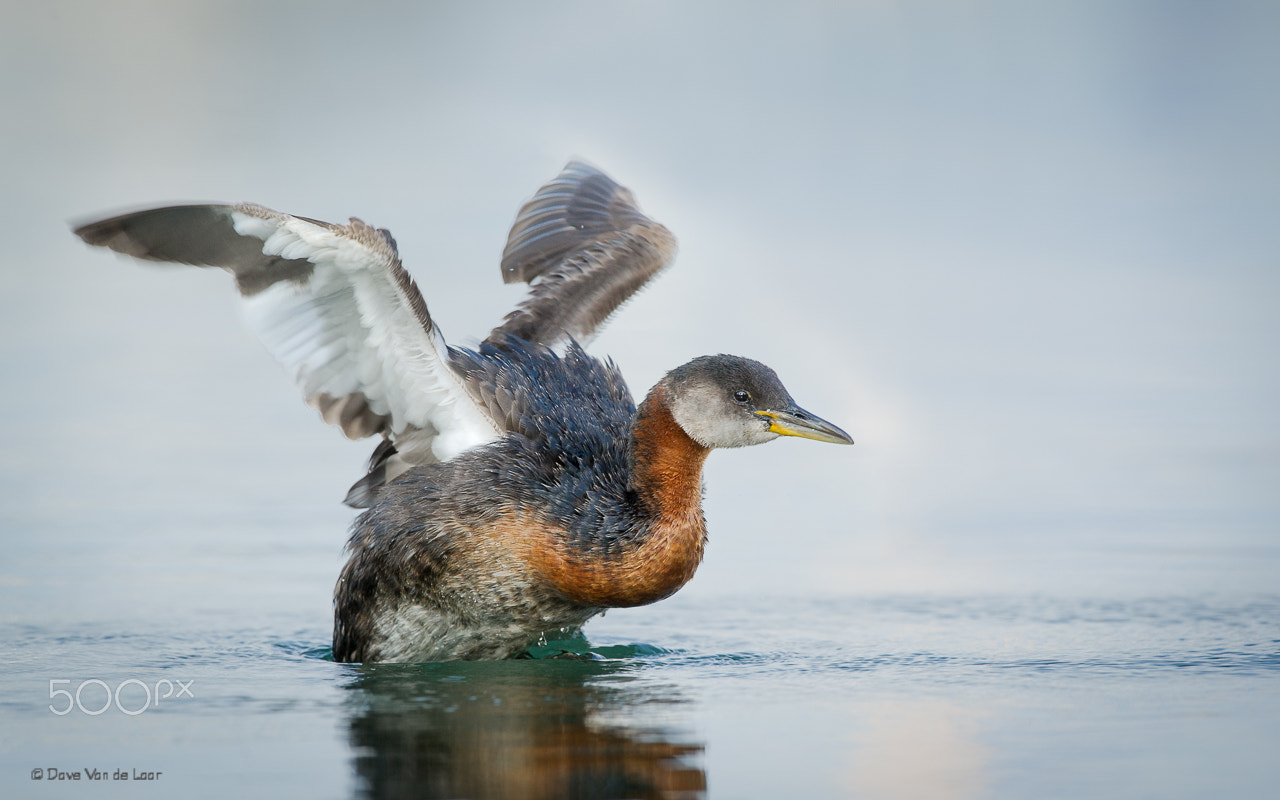 Nikon D3S + Nikon AF-S Nikkor 600mm F4G ED VR sample photo. Red-necked grebe photography